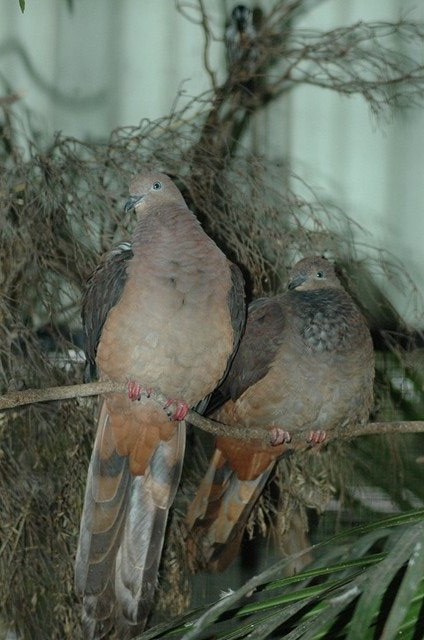 Brown Cuckoo-Dove