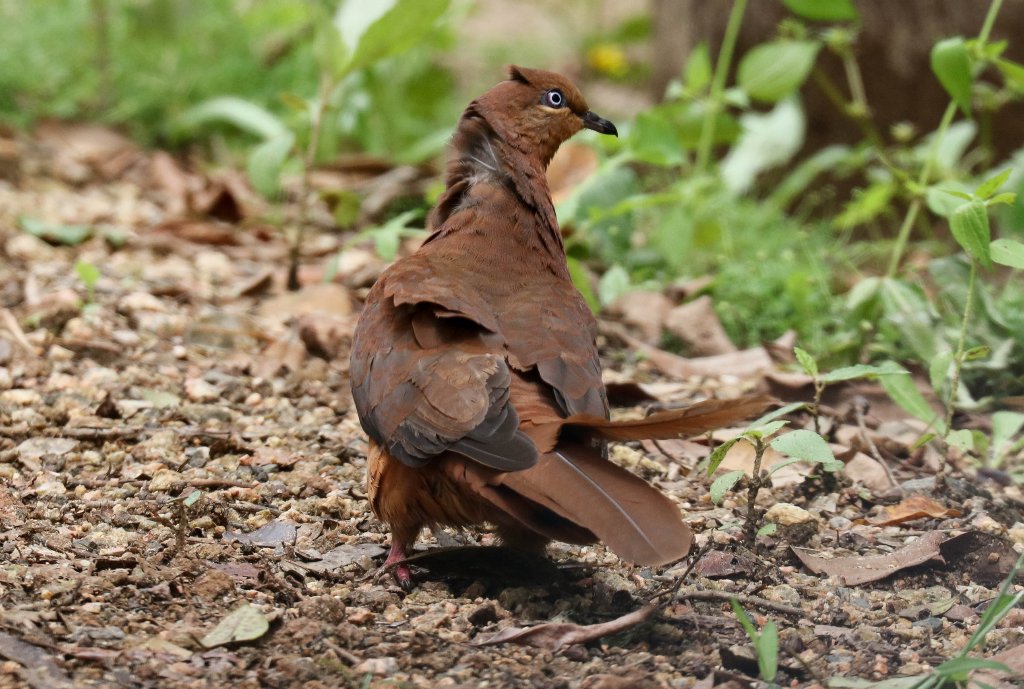Brown Cuckoo-dove