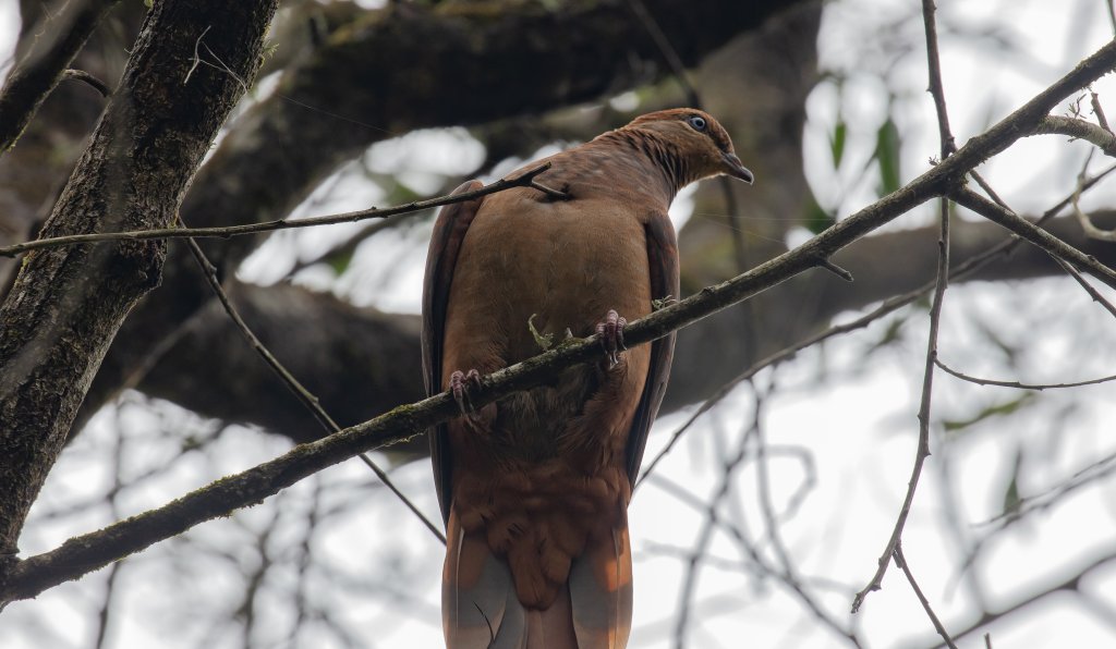 Brown Cuckoo-dove