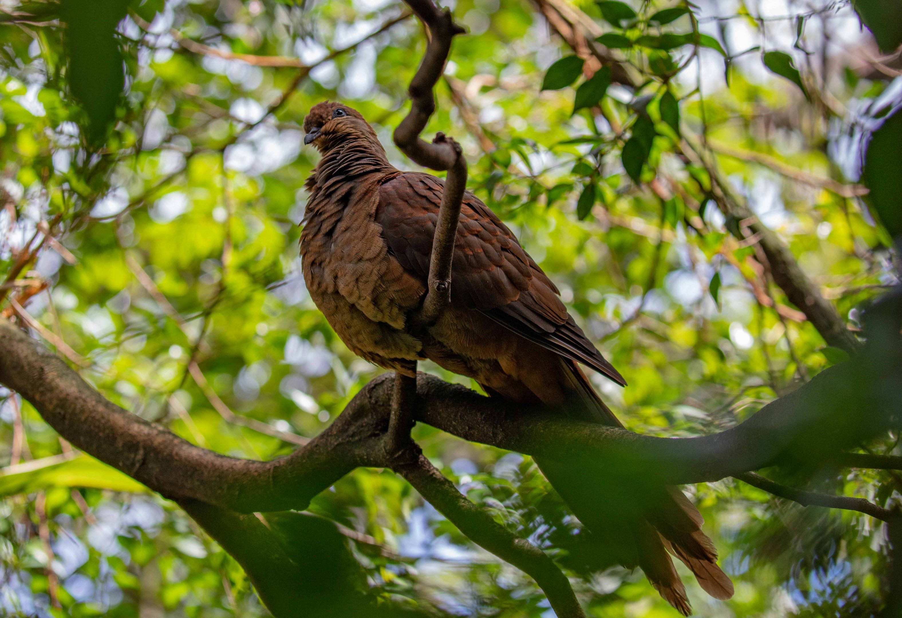 Brown Cuckoo-dove
