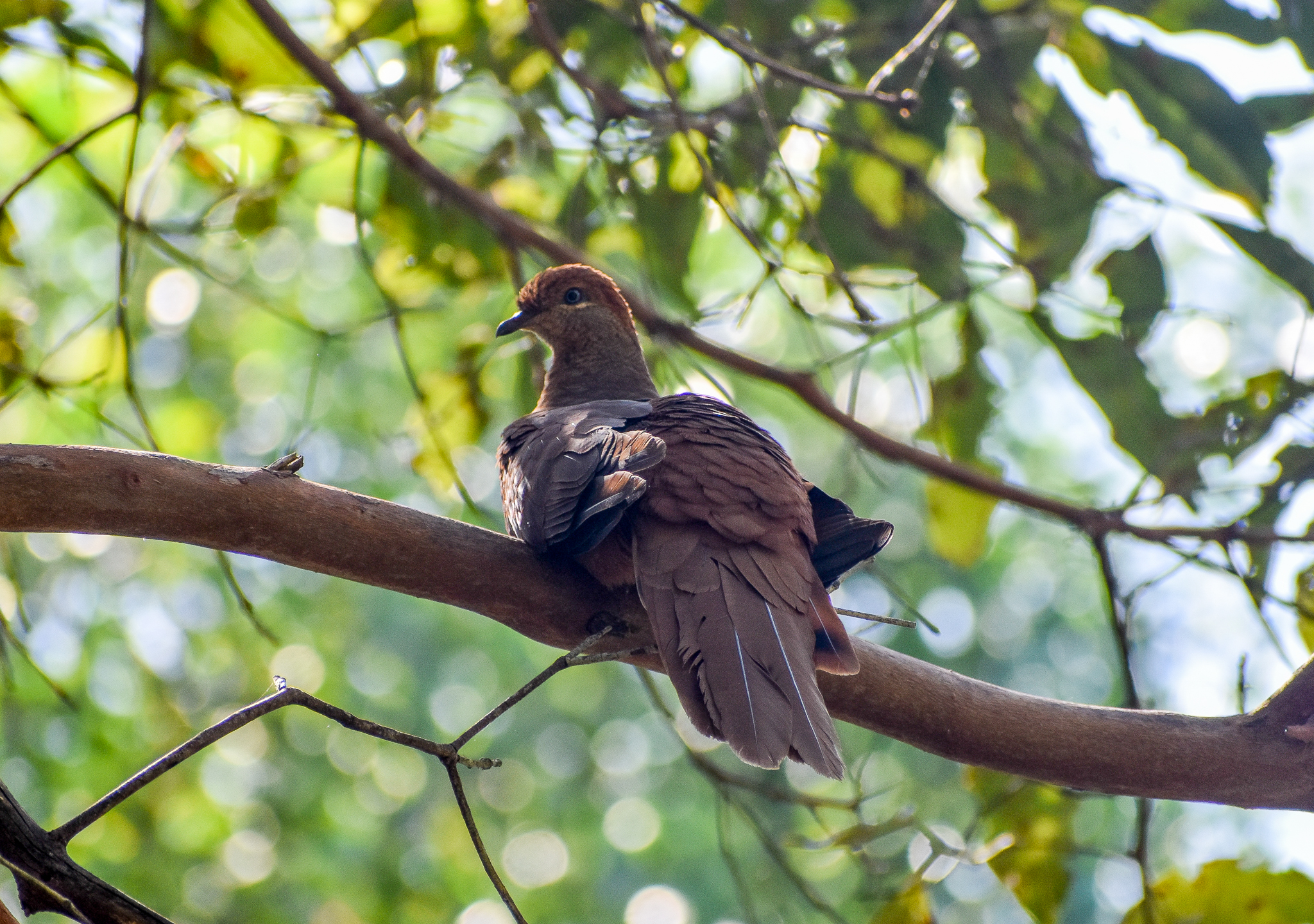 Brown Cuckoo-Dove