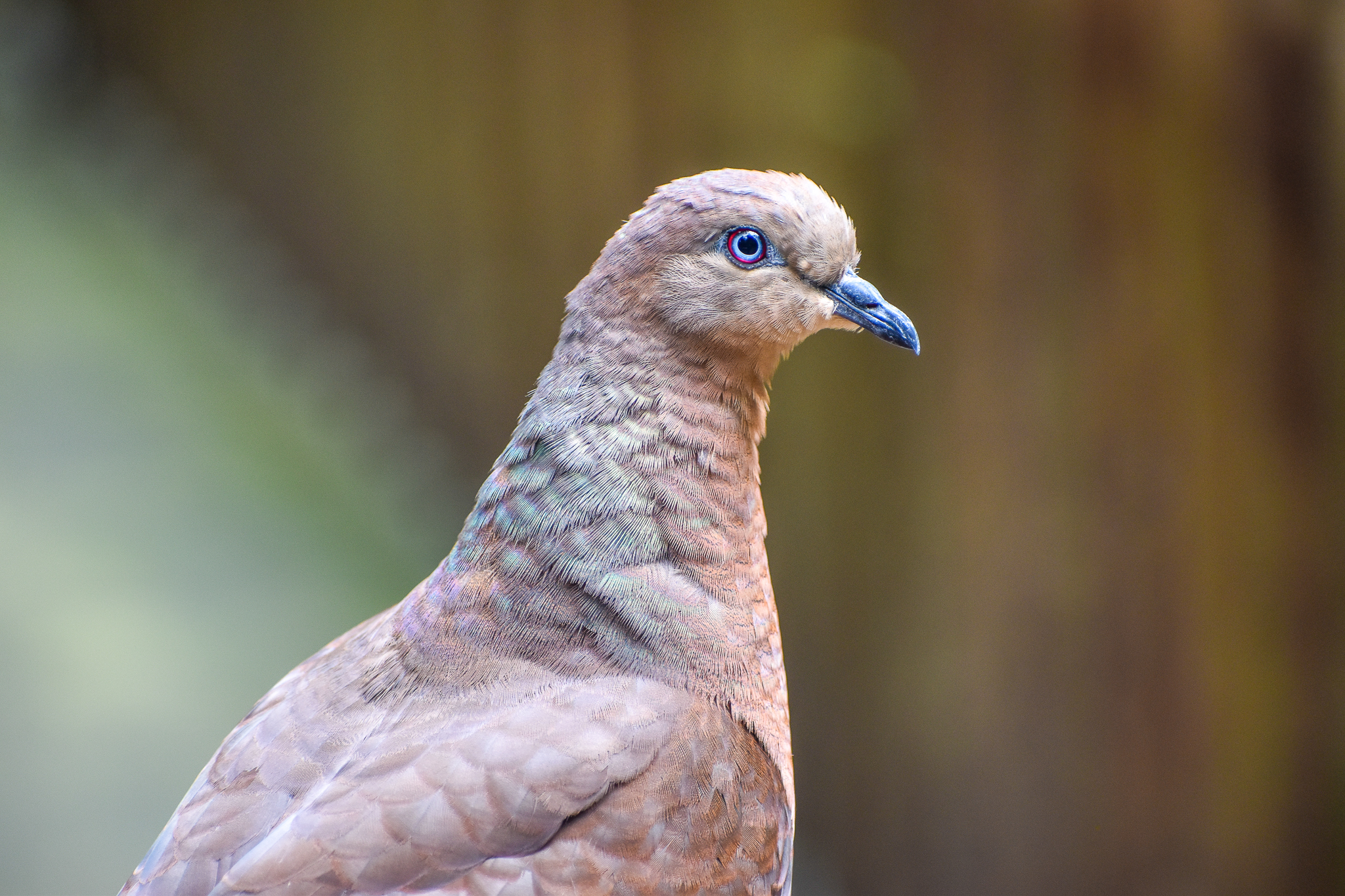 Brown Cuckoo-Dove