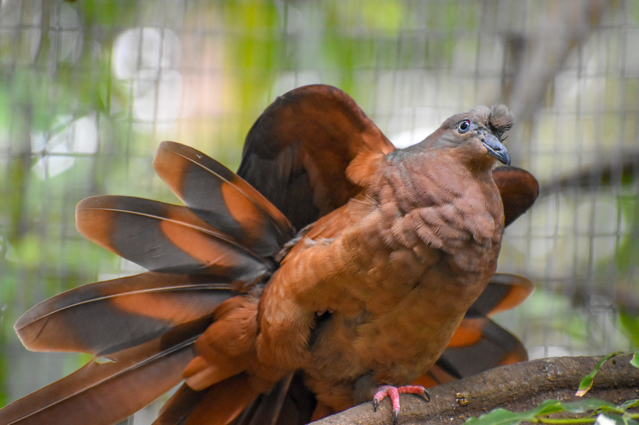 Brown Cuckoo-Dove