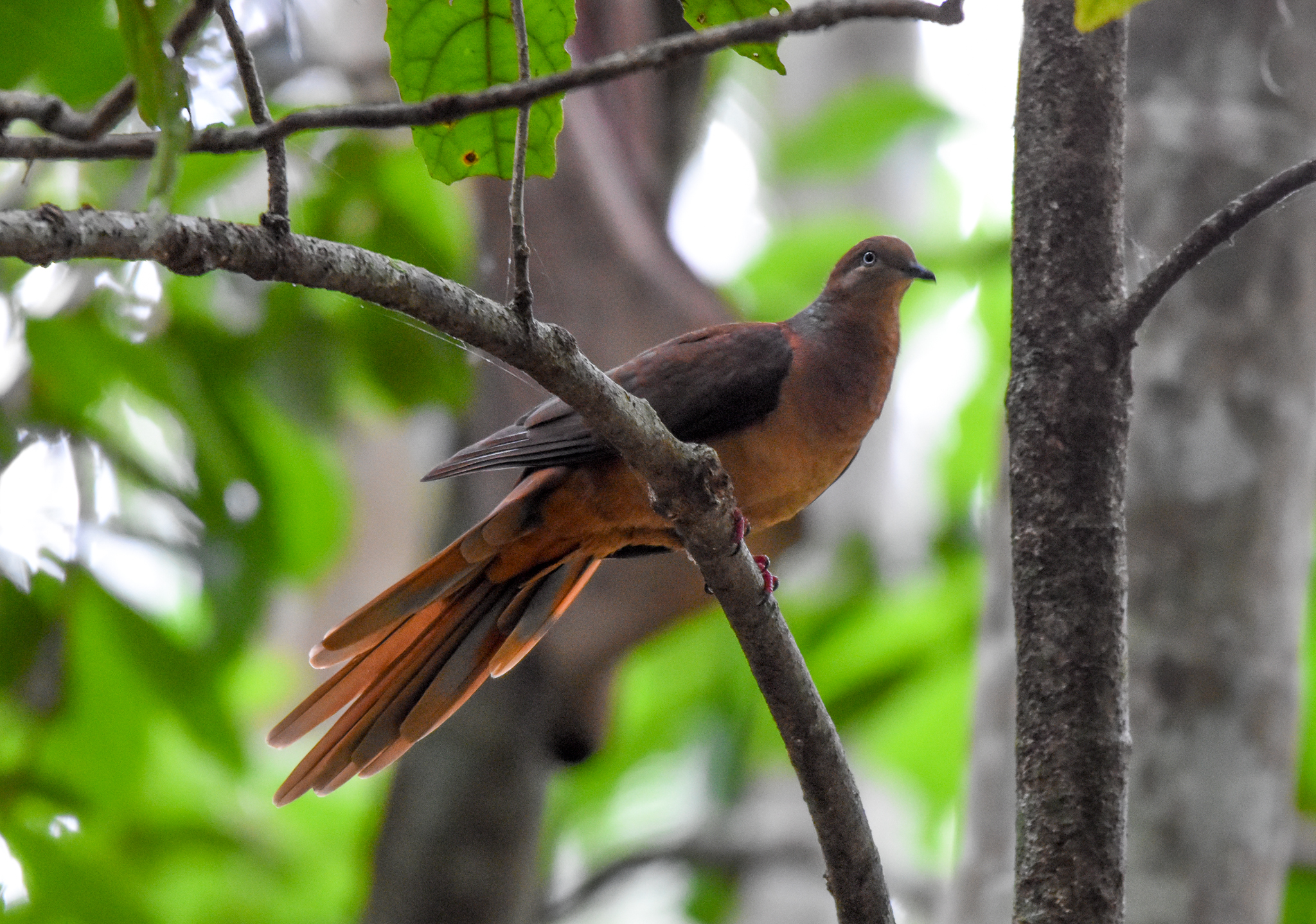 Brown Cuckoo-Dove