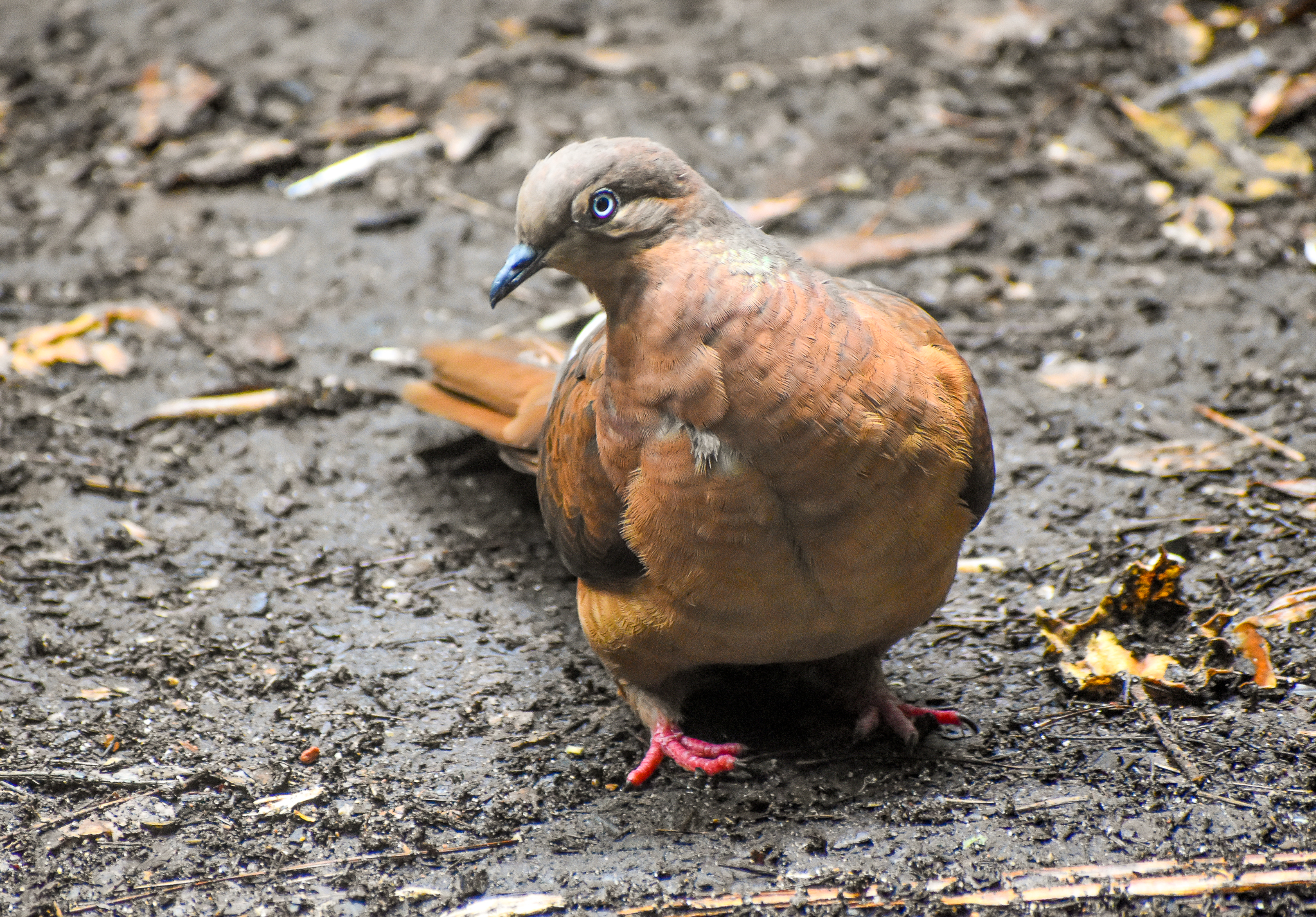 Brown Cuckoo-Dove