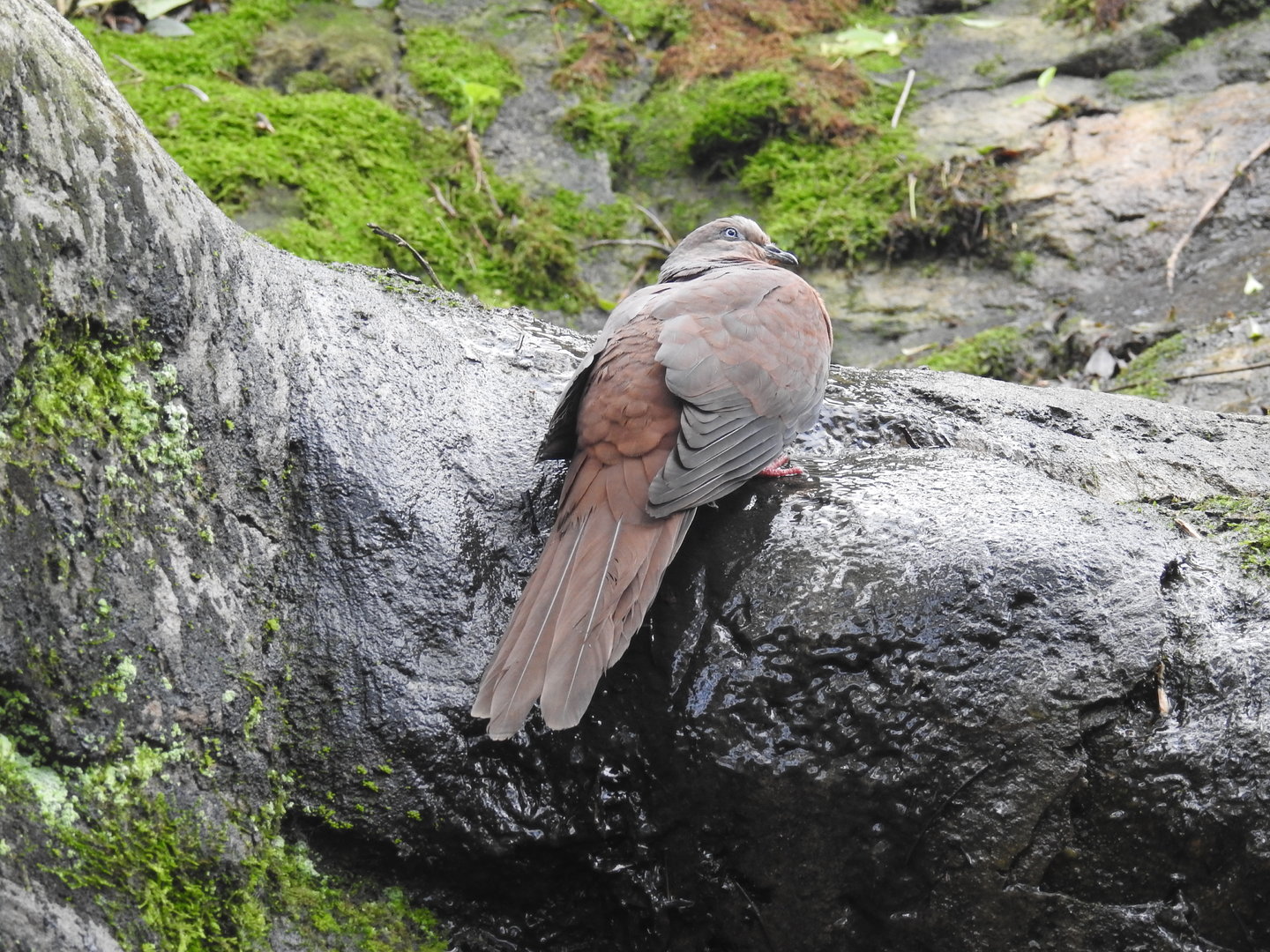 Brown Cuckoo-Dove