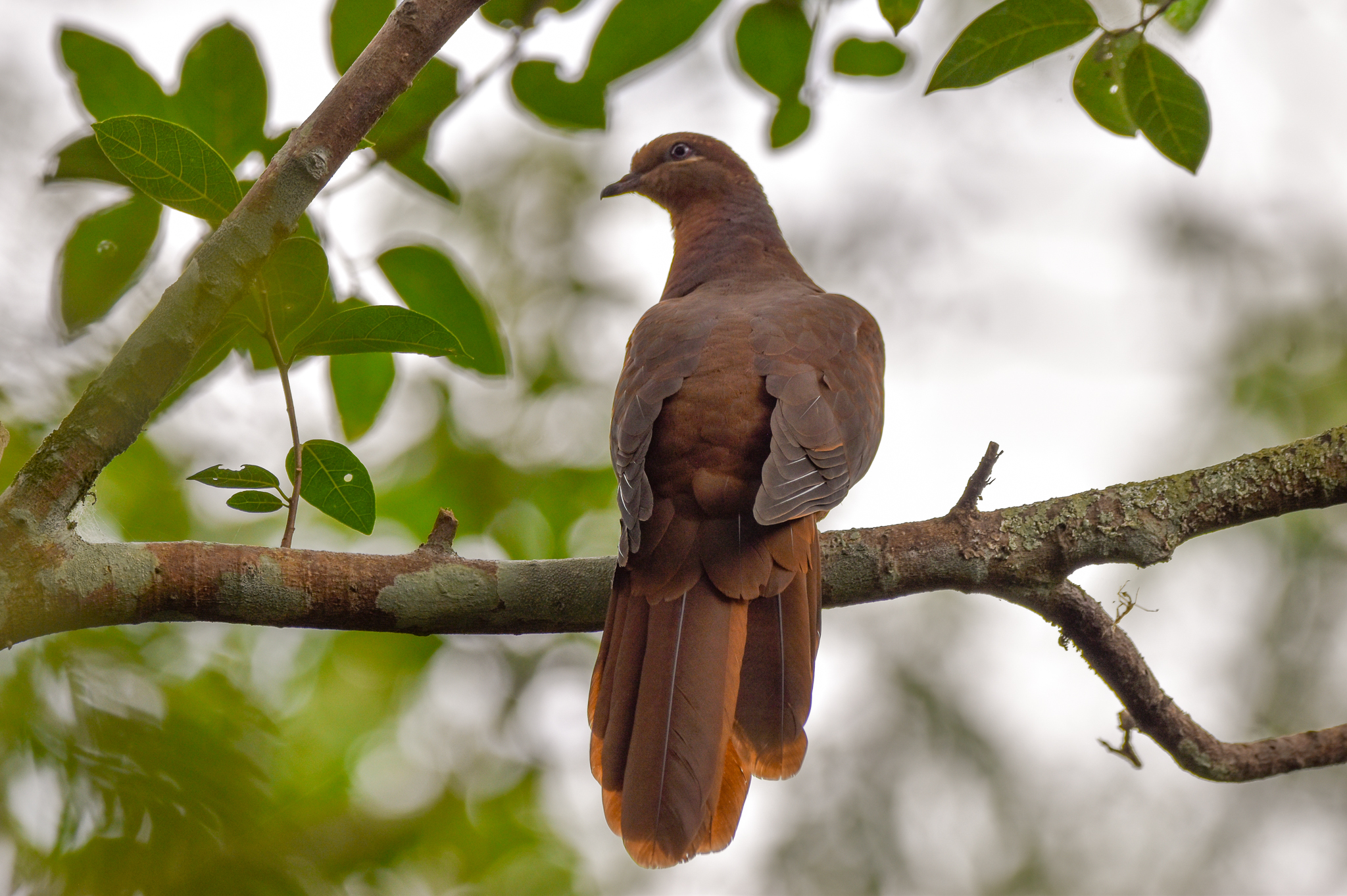 Brown Cuckoo-Dove
