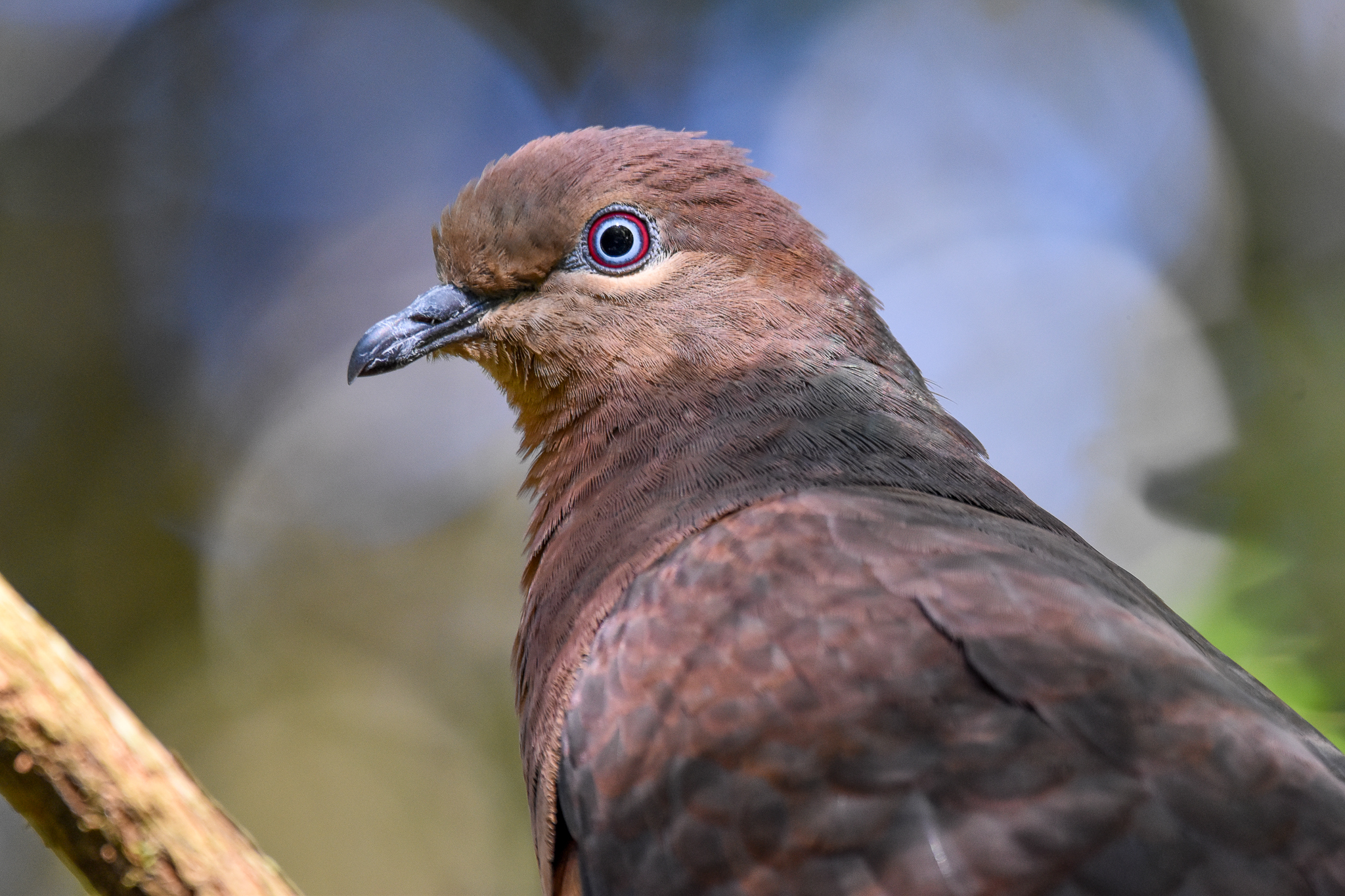 Brown Cuckoo-Dove