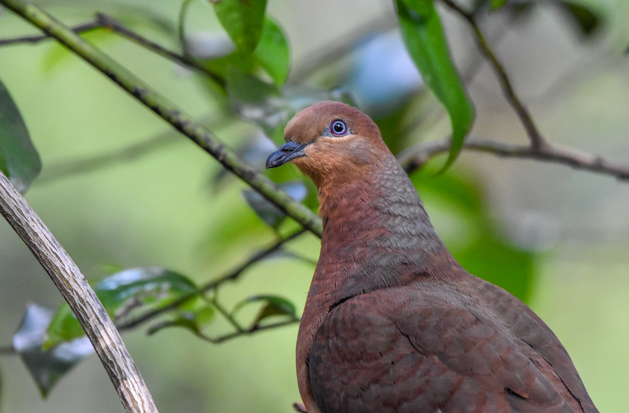 Brown Cuckoo-Dove