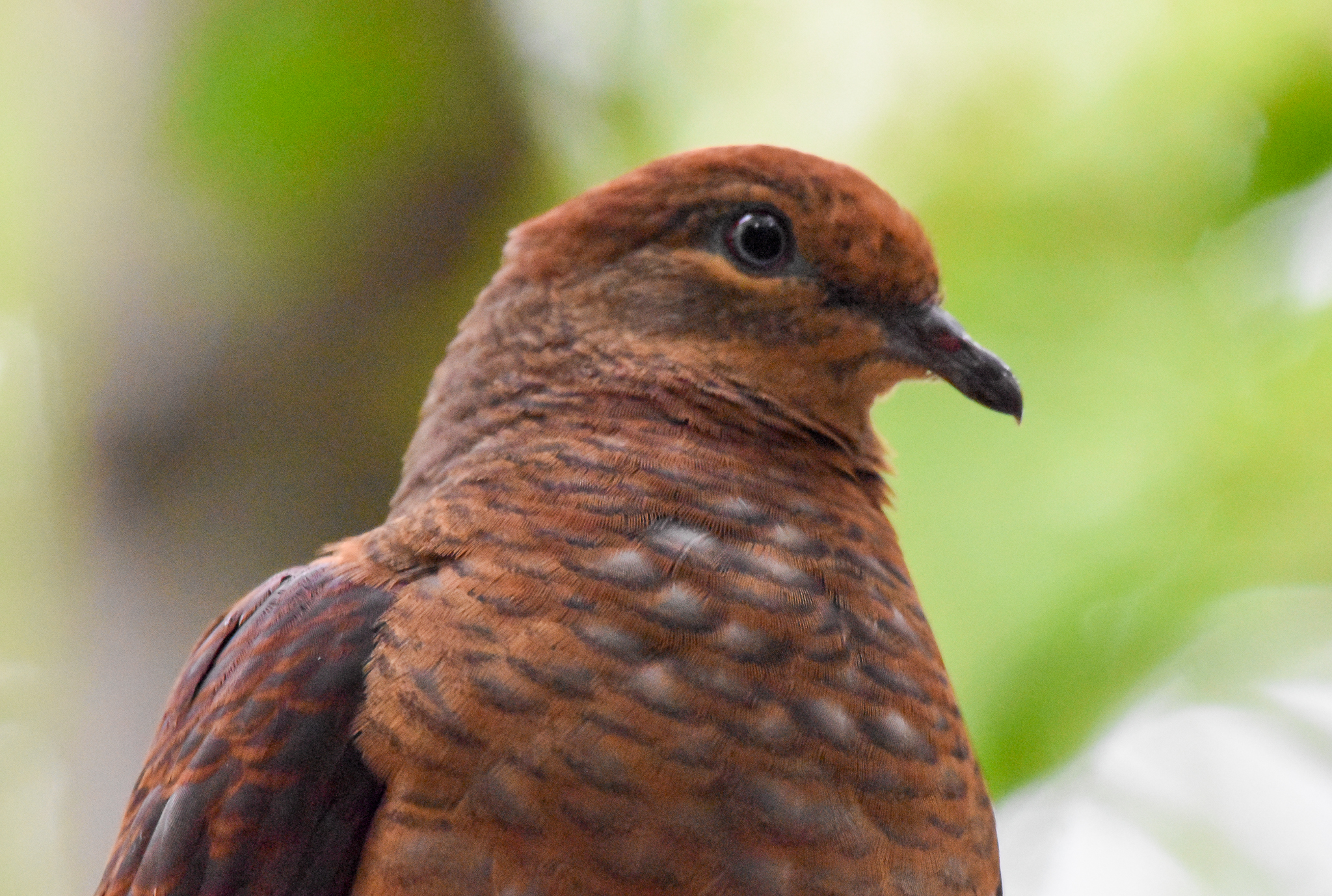 Brown Cuckoo-Dove