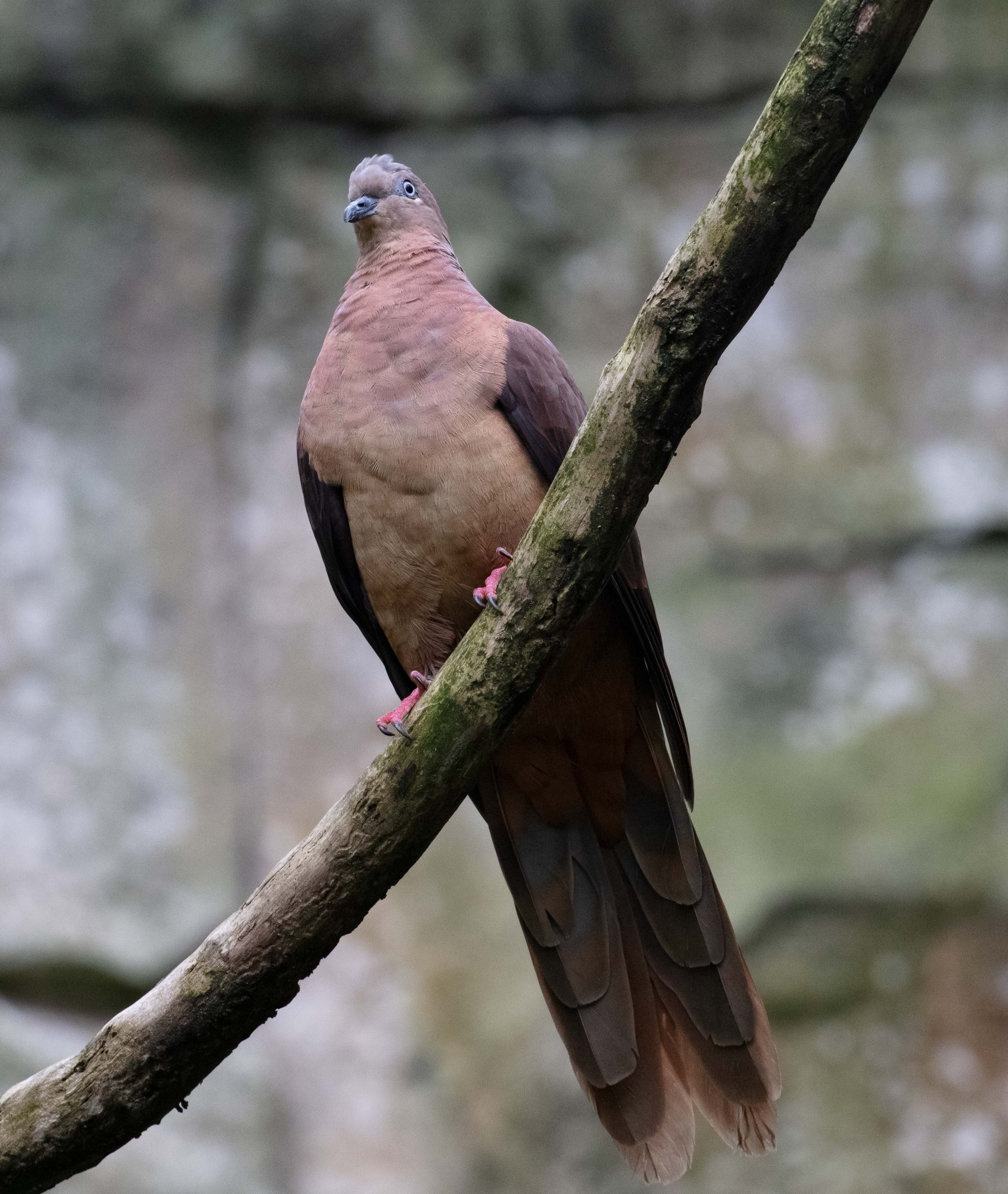 Brown Cuckoo-dove