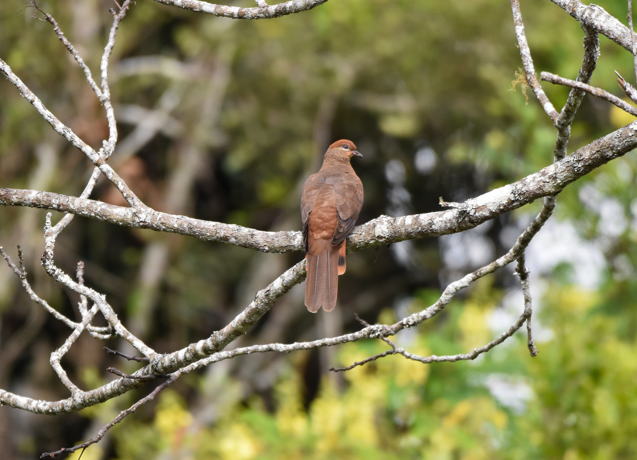 Brown Cuckoo-Dove