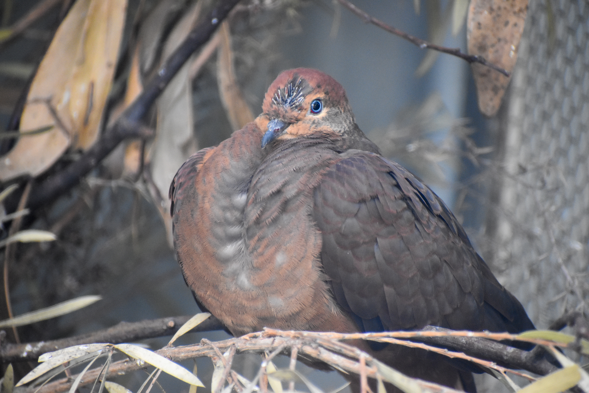 Brown Cuckoo-Dove