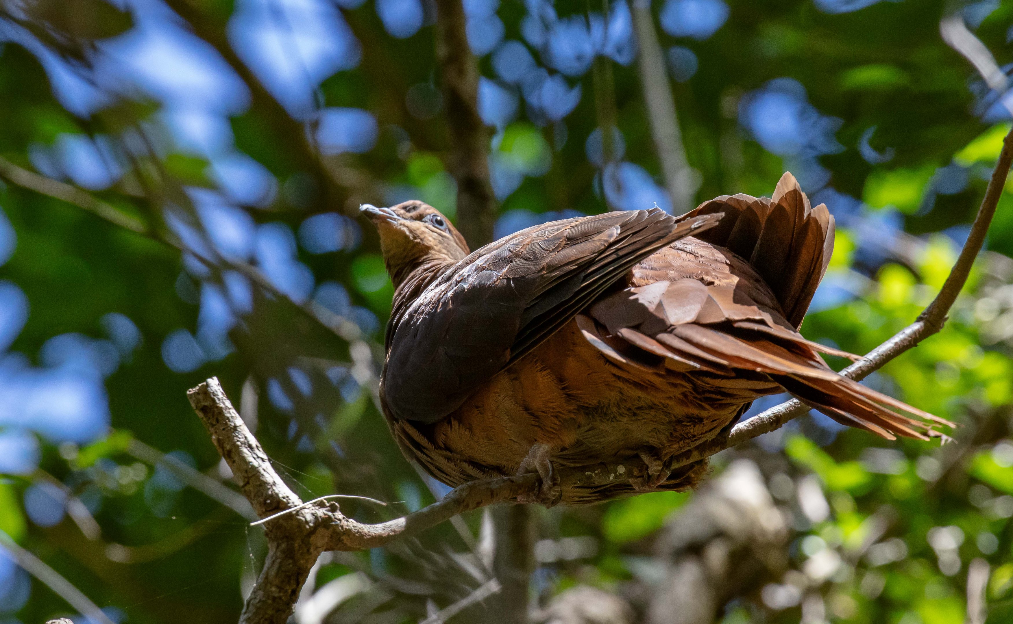 Brown Cuckoo Dove