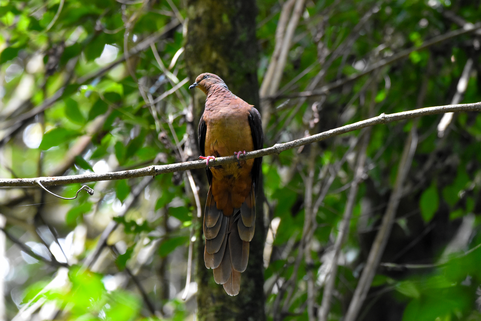 Brown Cuckoo Dove