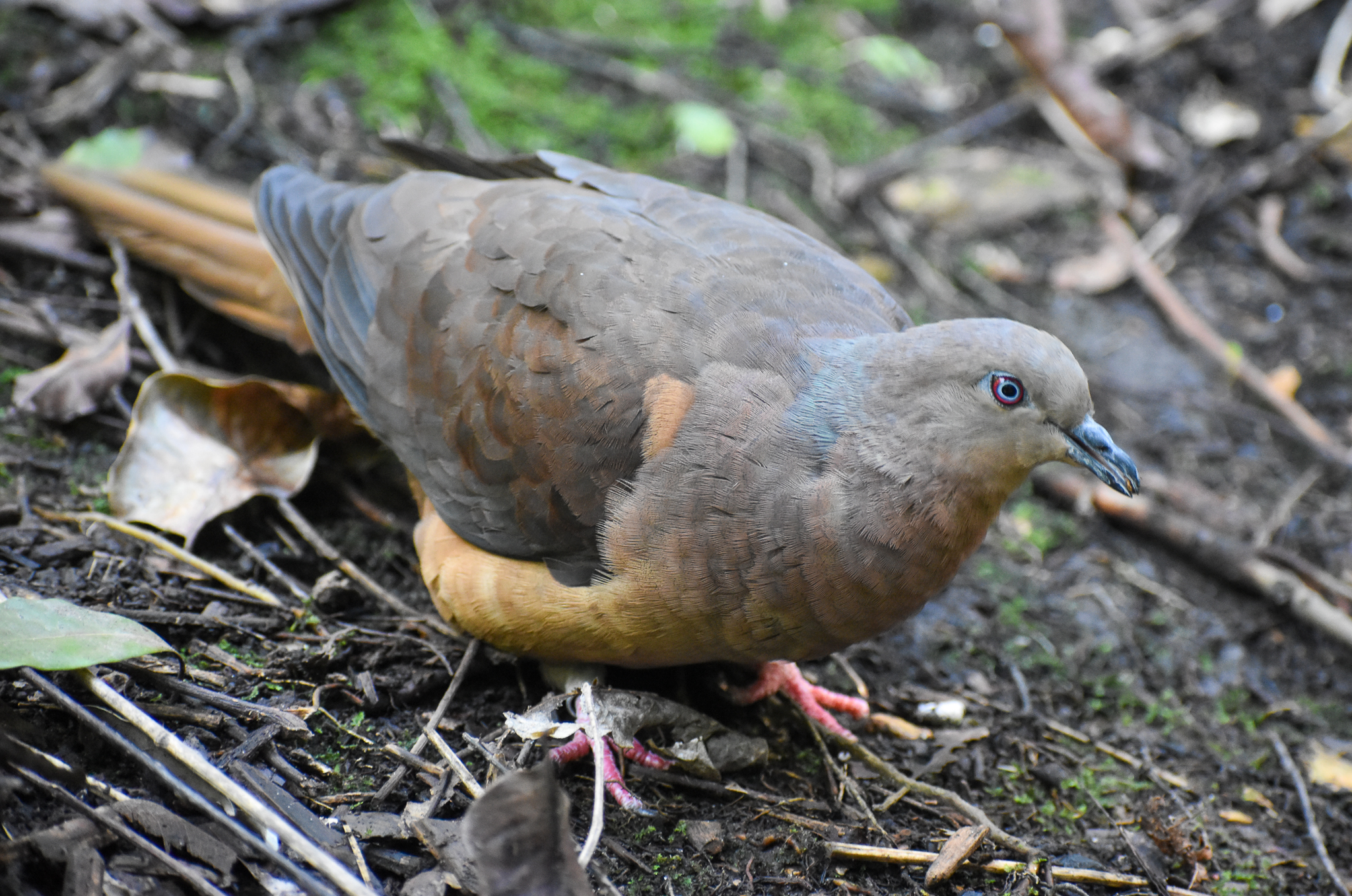 Brown Cuckoo-Dove