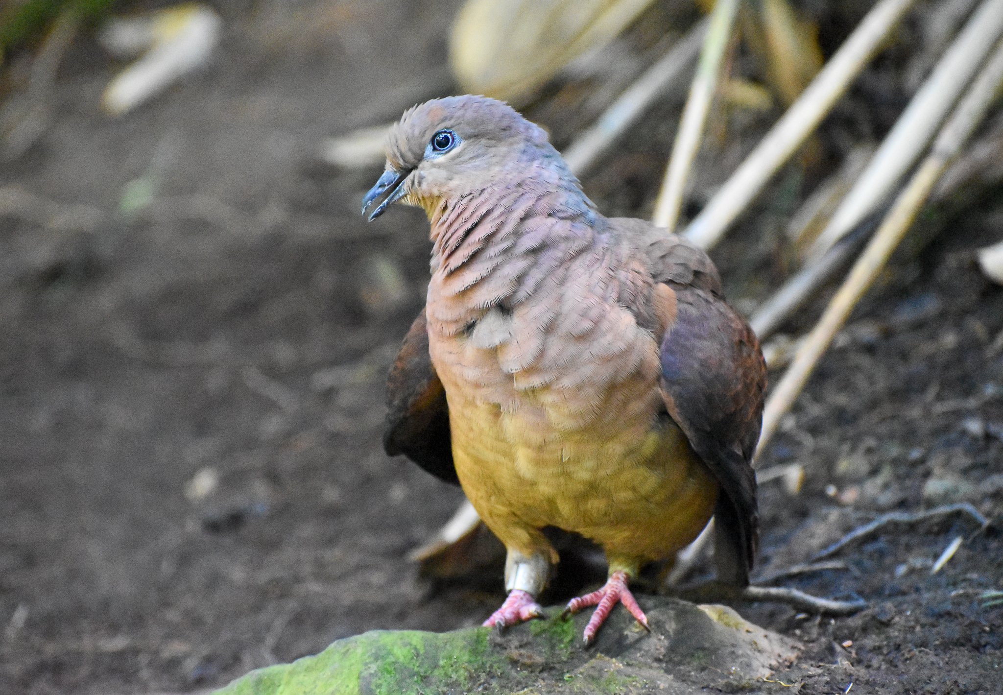 Brown Cuckoo-Dove