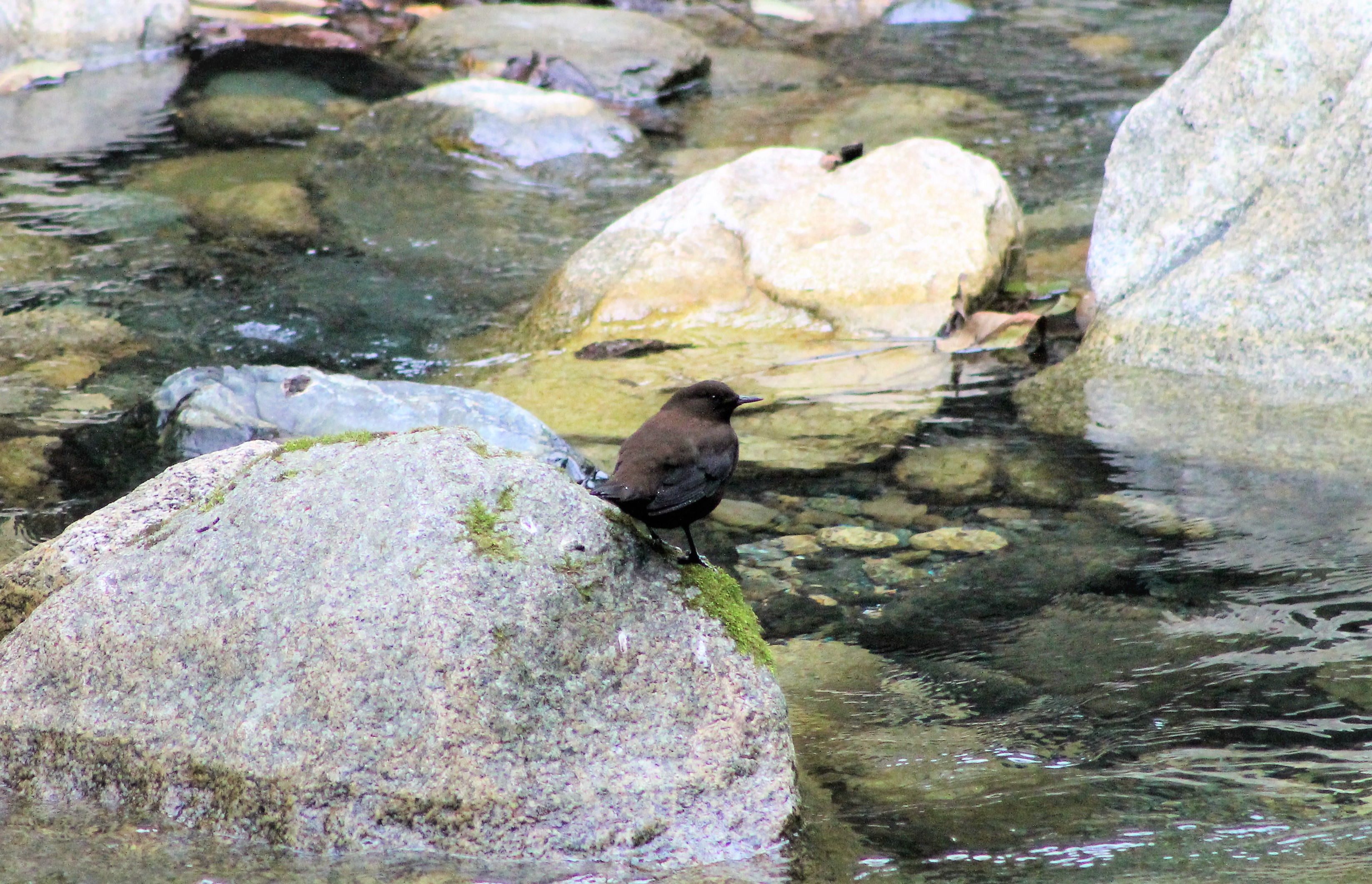 Brown Dipper (Cinclus pallasii pallasii)