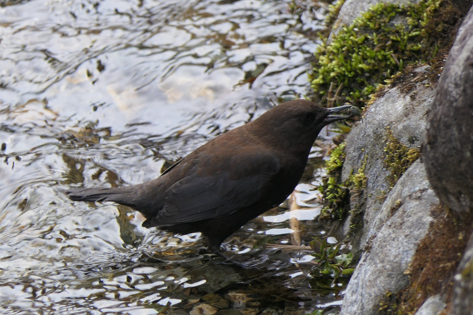 Brown Dipper (Cinclus pallasii pallasii)