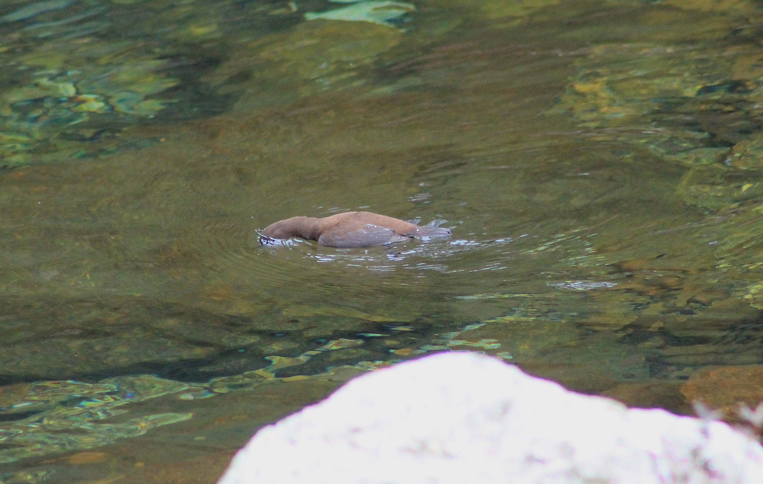 Brown Dipper (Cinclus pallasii) swimming