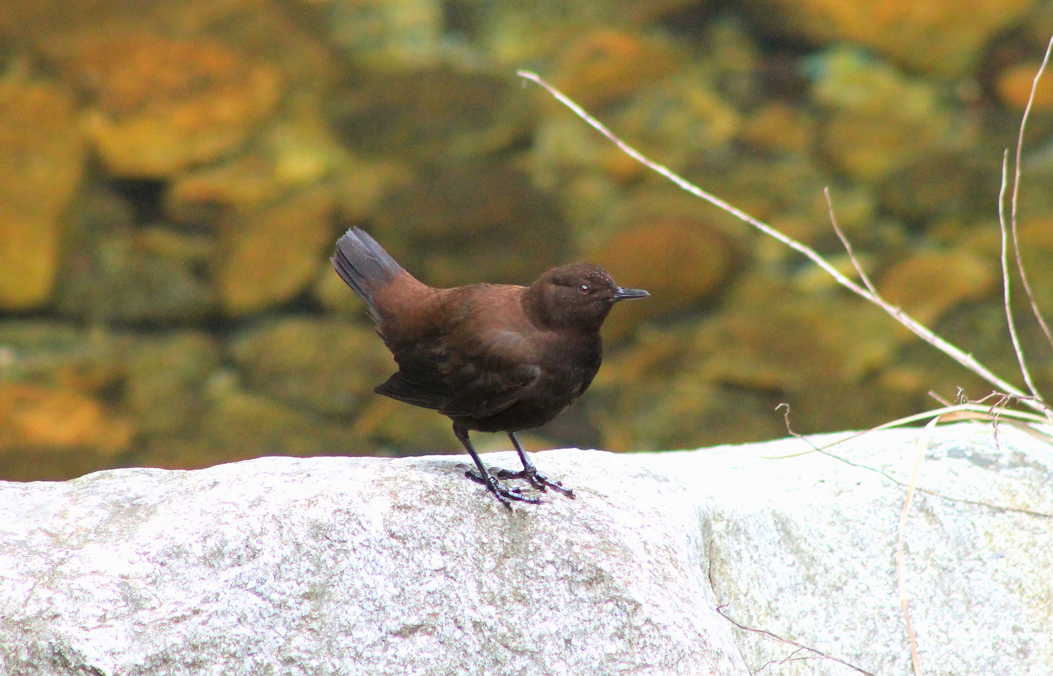 Brown Dipper (Cinclus pallasii)