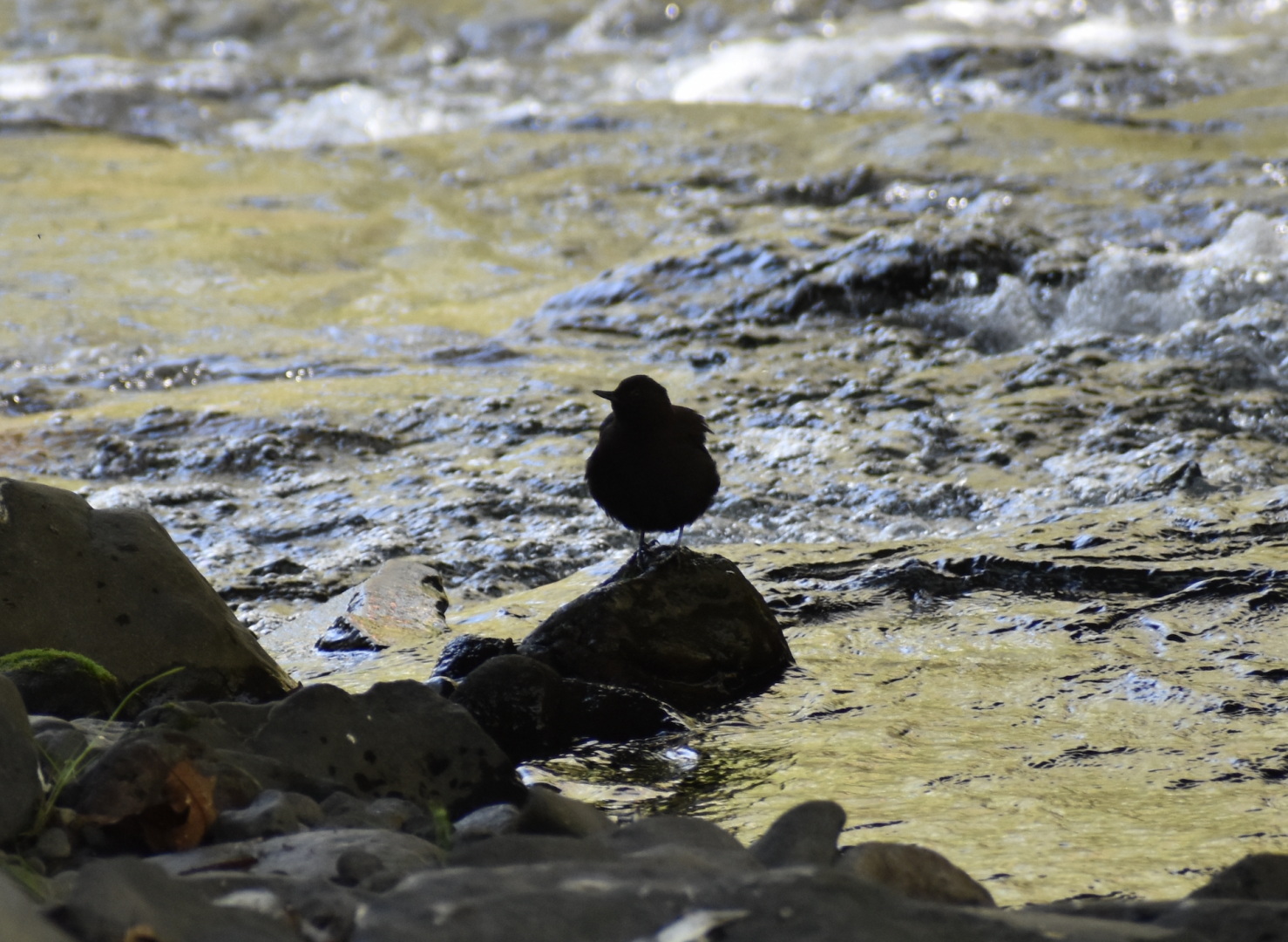 Brown Dipper ~ Karuizawa