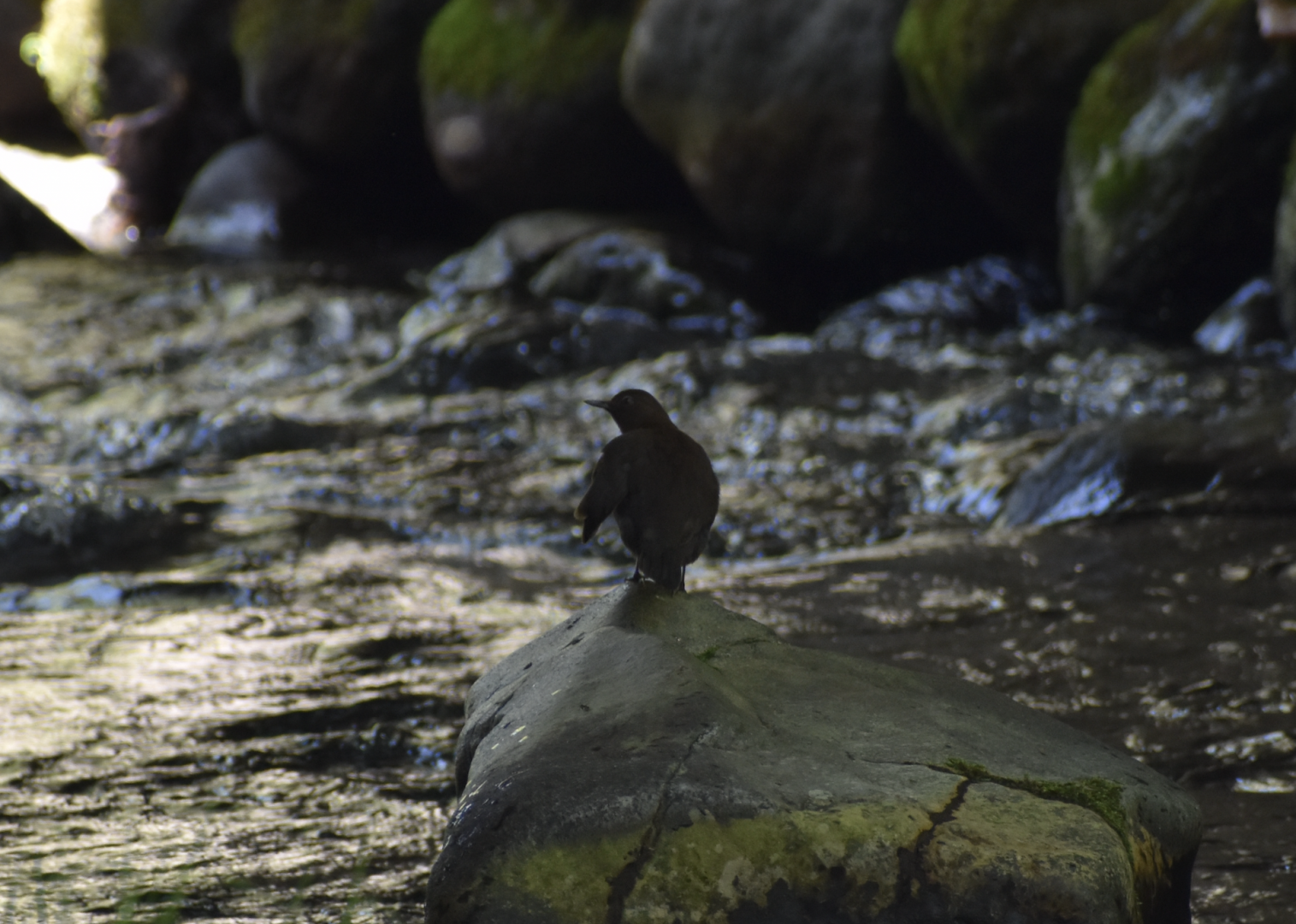 Brown Dipper ~ Karuizawa