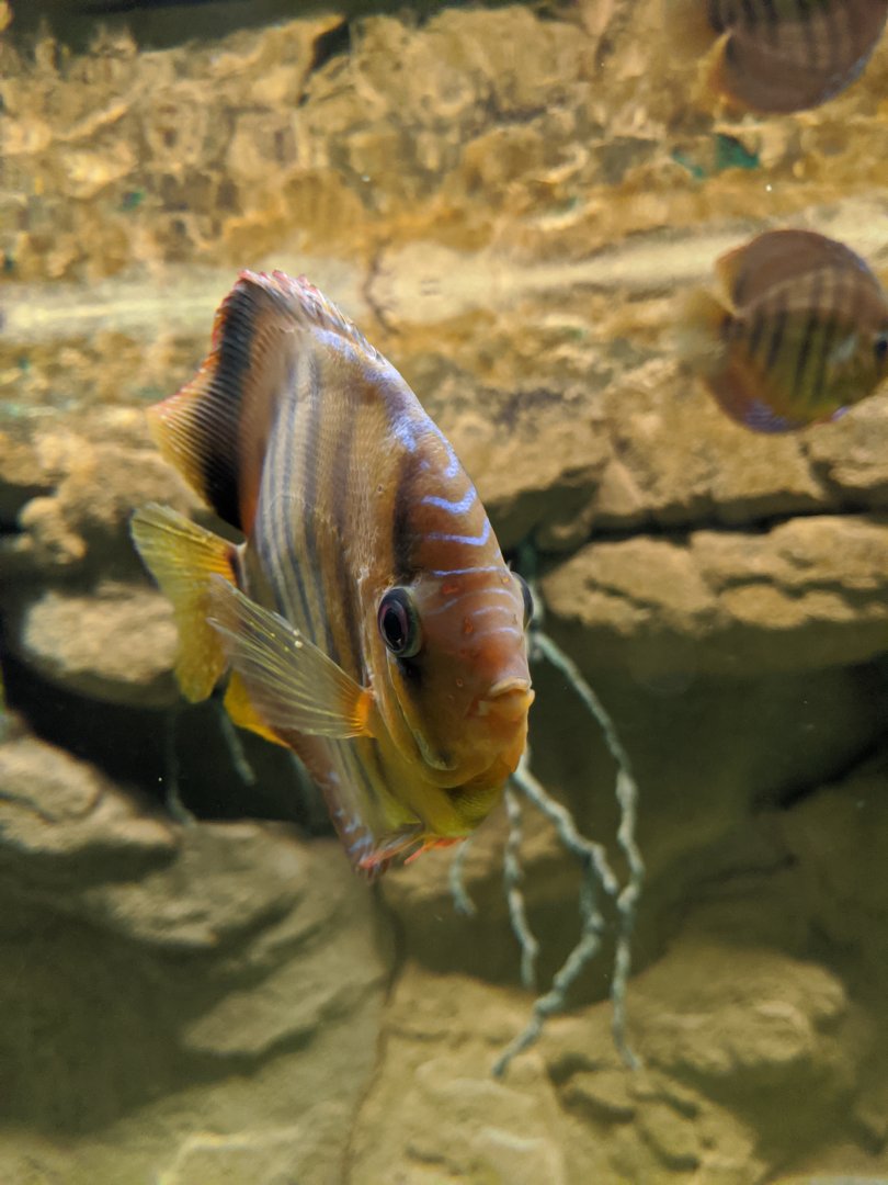 Brown discus - reopening 31-08-2020