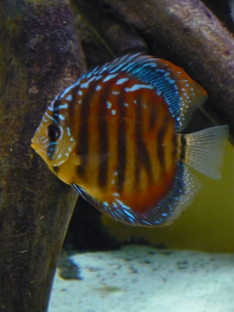 Brown discus