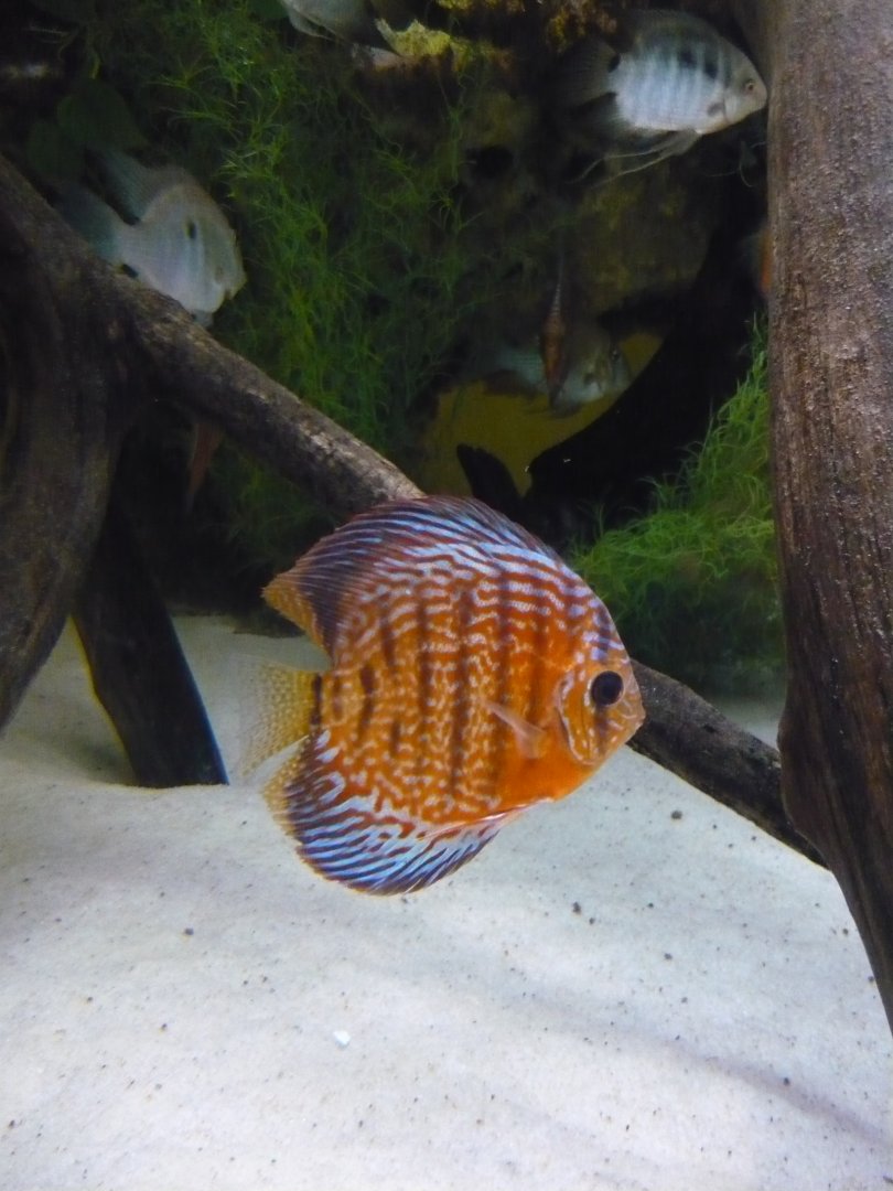 Brown discus