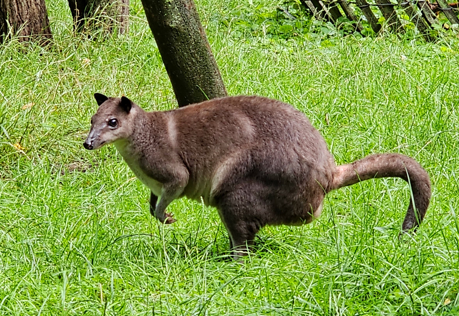 Brown dorcopsis at BestZoo
