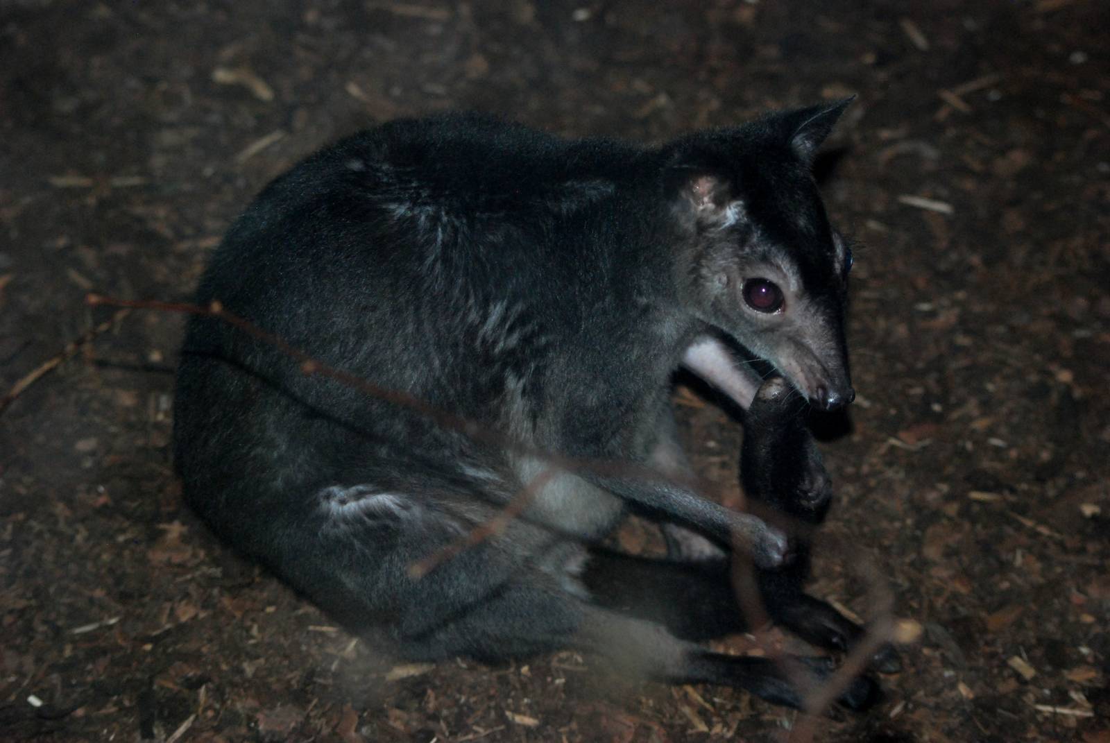Brown Dorcopsis at Prague, 25/08/12