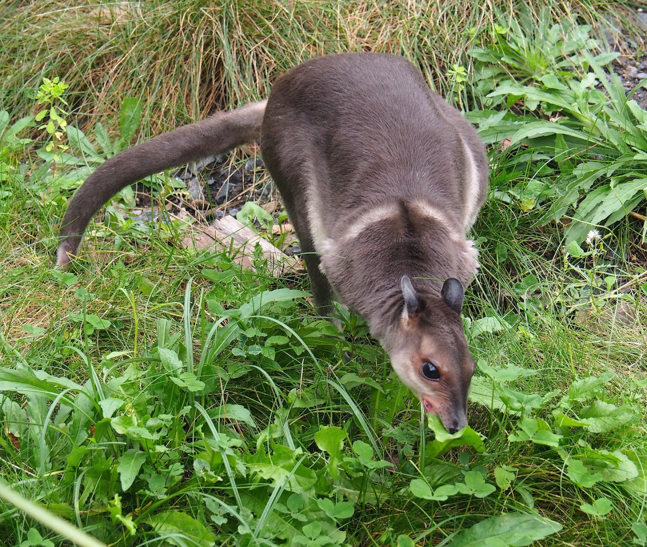 Brown dorcopsis (Dorcopsis muelleri), 2023-10-13