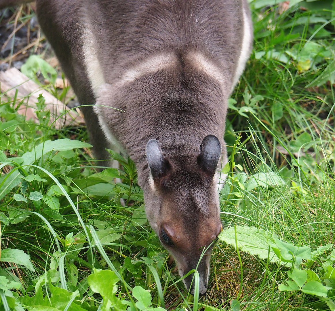 Brown dorcopsis (Dorcopsis muelleri), 2023-10-13