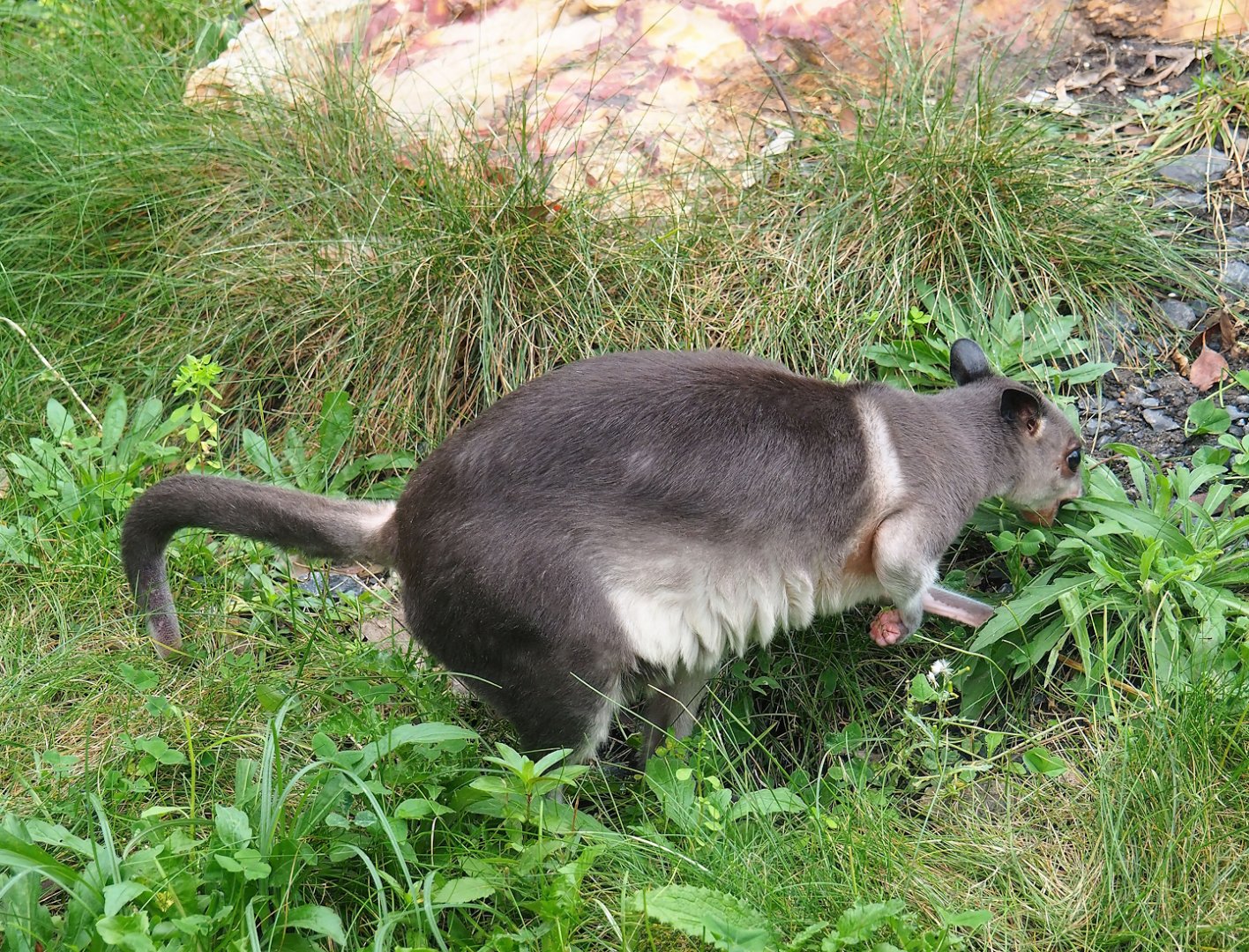 Brown dorcopsis (Dorcopsis muelleri), 2023-10-13