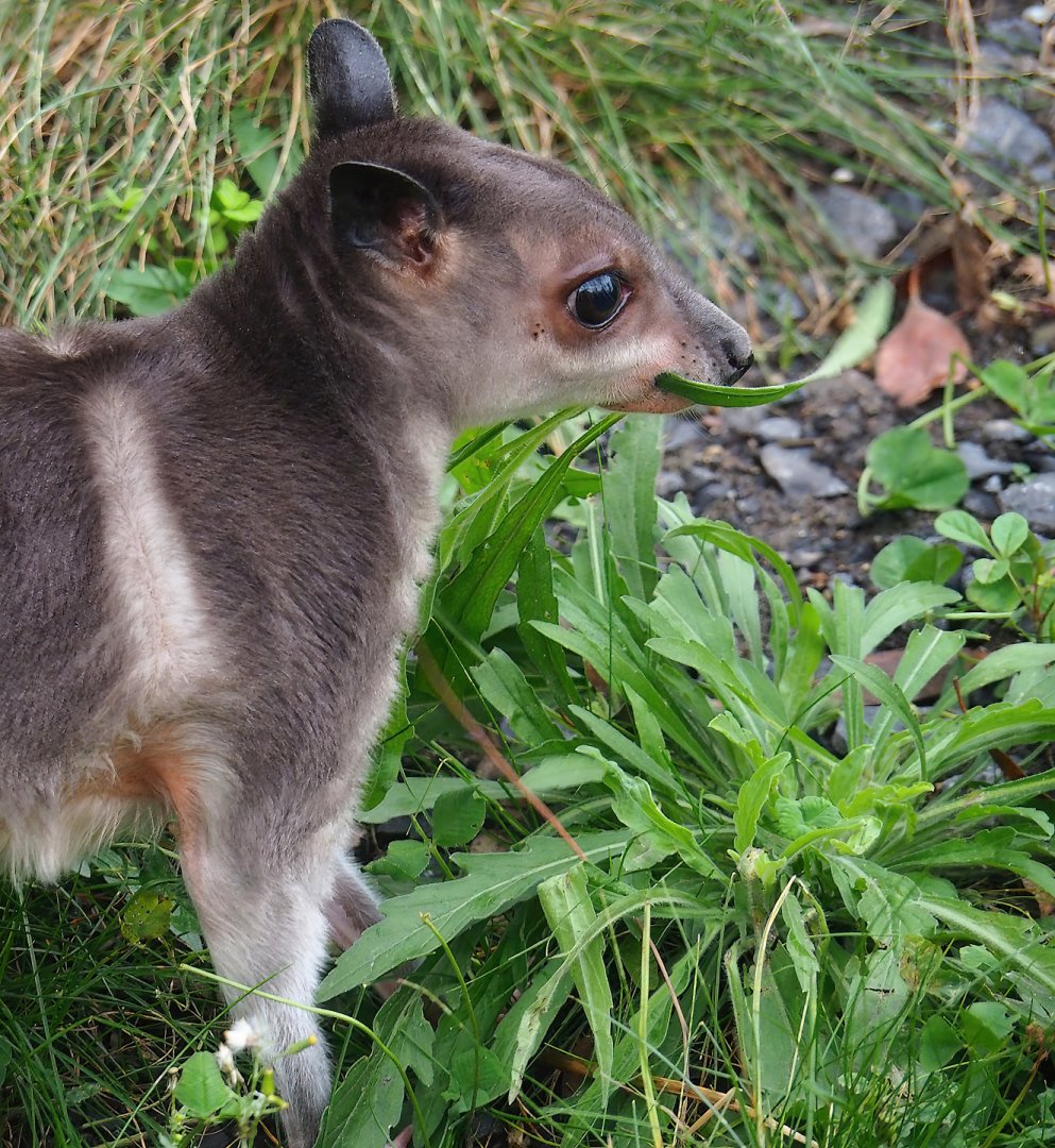 Brown dorcopsis (Dorcopsis muelleri), 2023-10-13