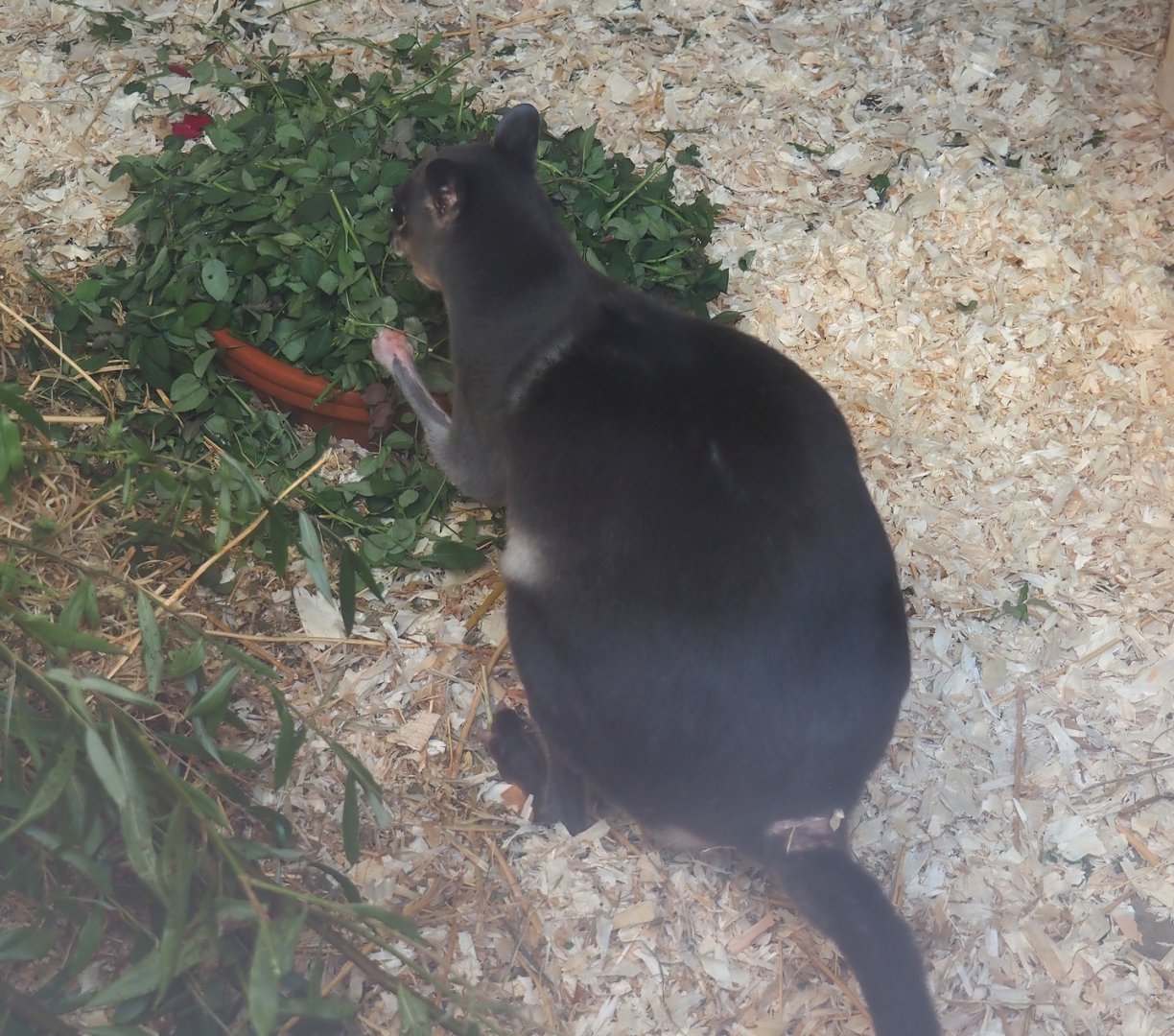 Brown dorcopsis (Dorcopsis muelleri), 2024-09-17