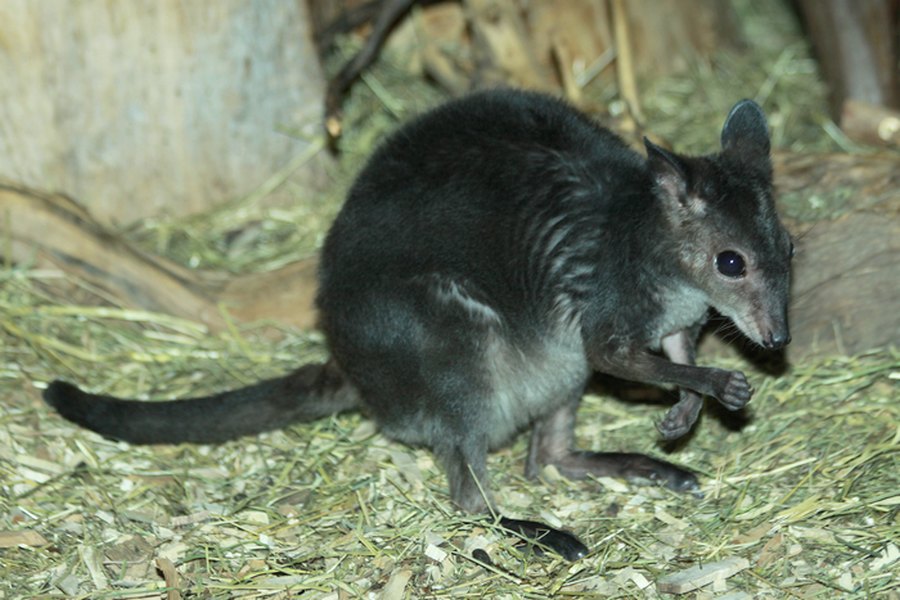 Brown Dorcopsis (Dorcopsis muelleri)