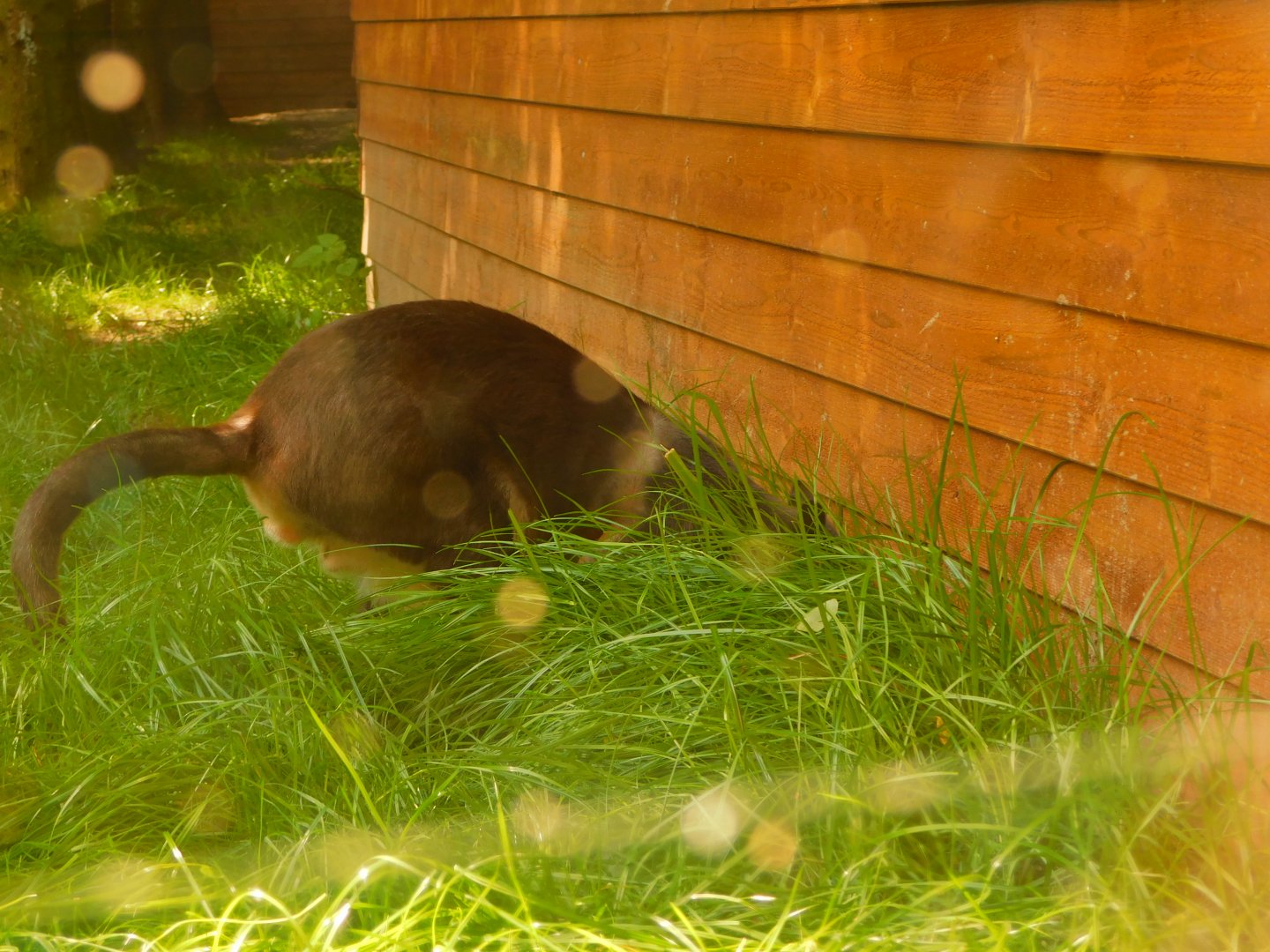 Brown Dorcopsis (Dorcopsis muelleri)