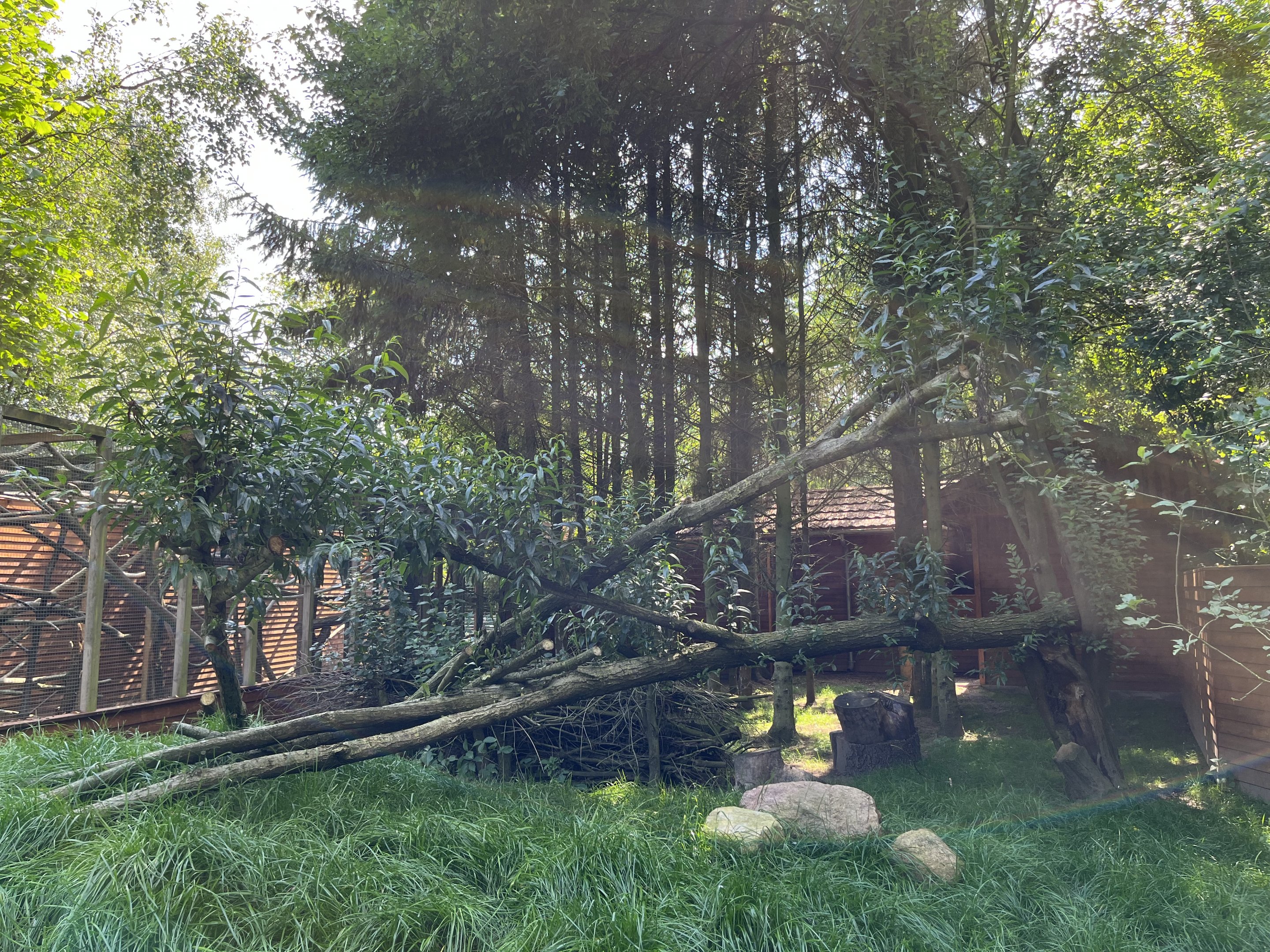 Brown Dorcopsis Exhibit