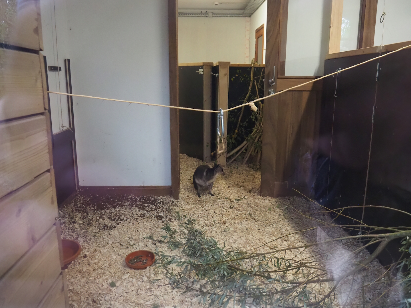 Brown Dorcopsis indoor exhibit, 2023-10-13