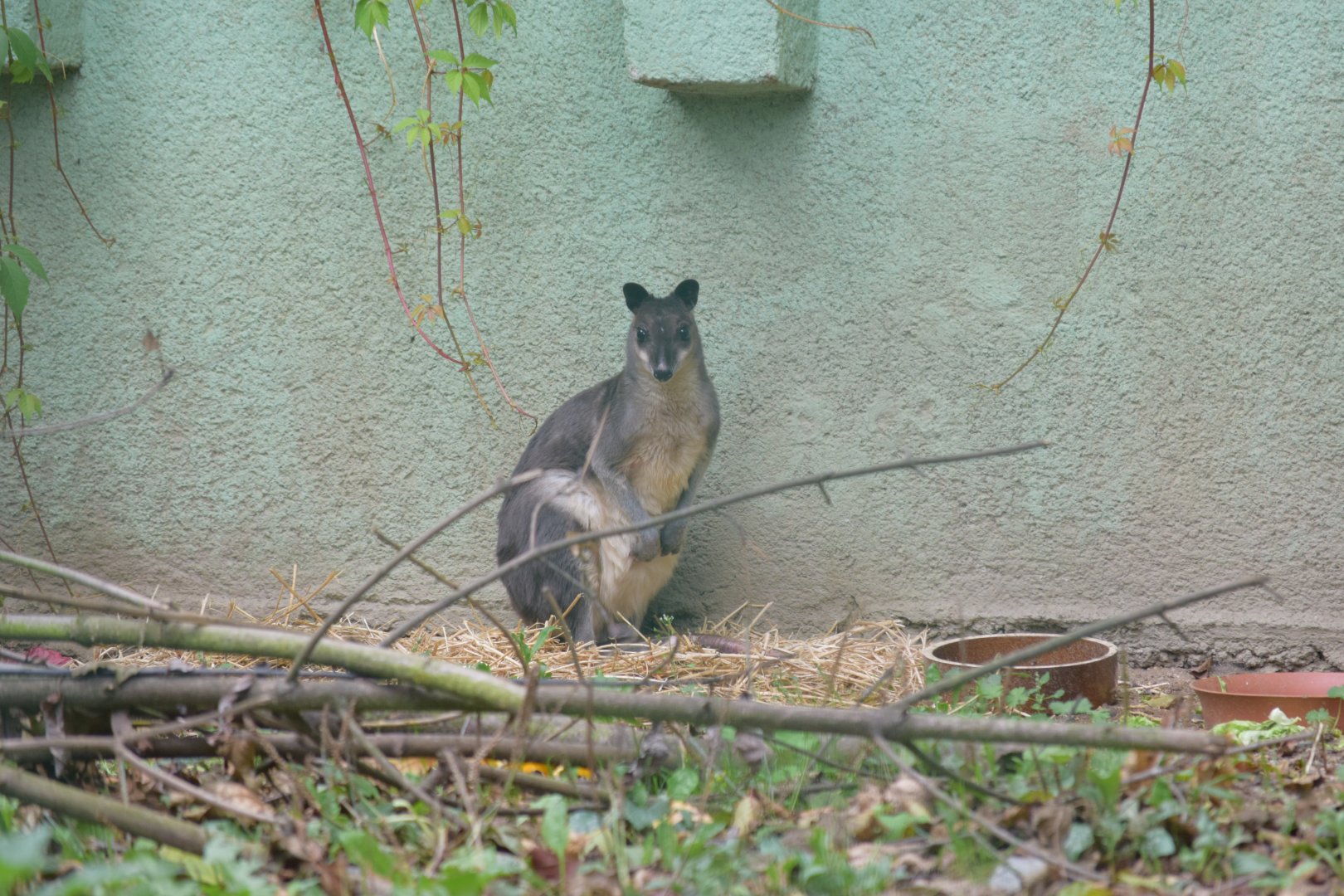 Brown dorcopsis - October 2020