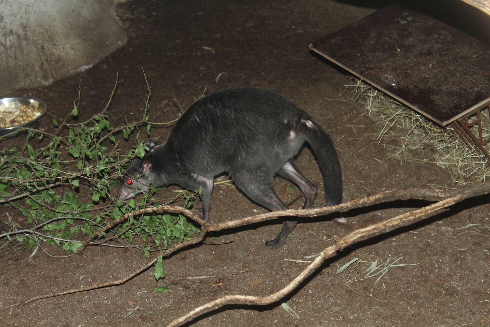 Brown Dorcopsis - Prague Zoo, July 2013
