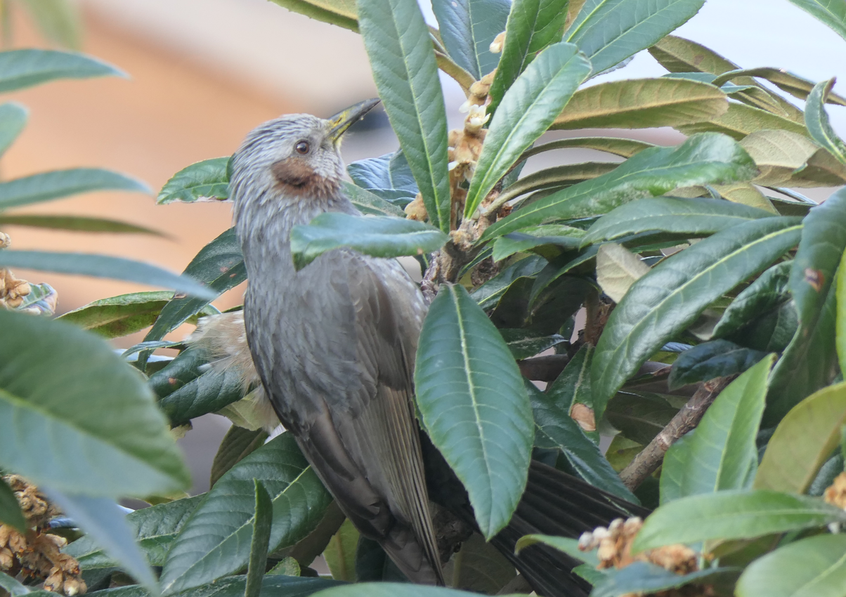 Brown-eared Bulbul (Hypsipetes amaurotis amaurotis)