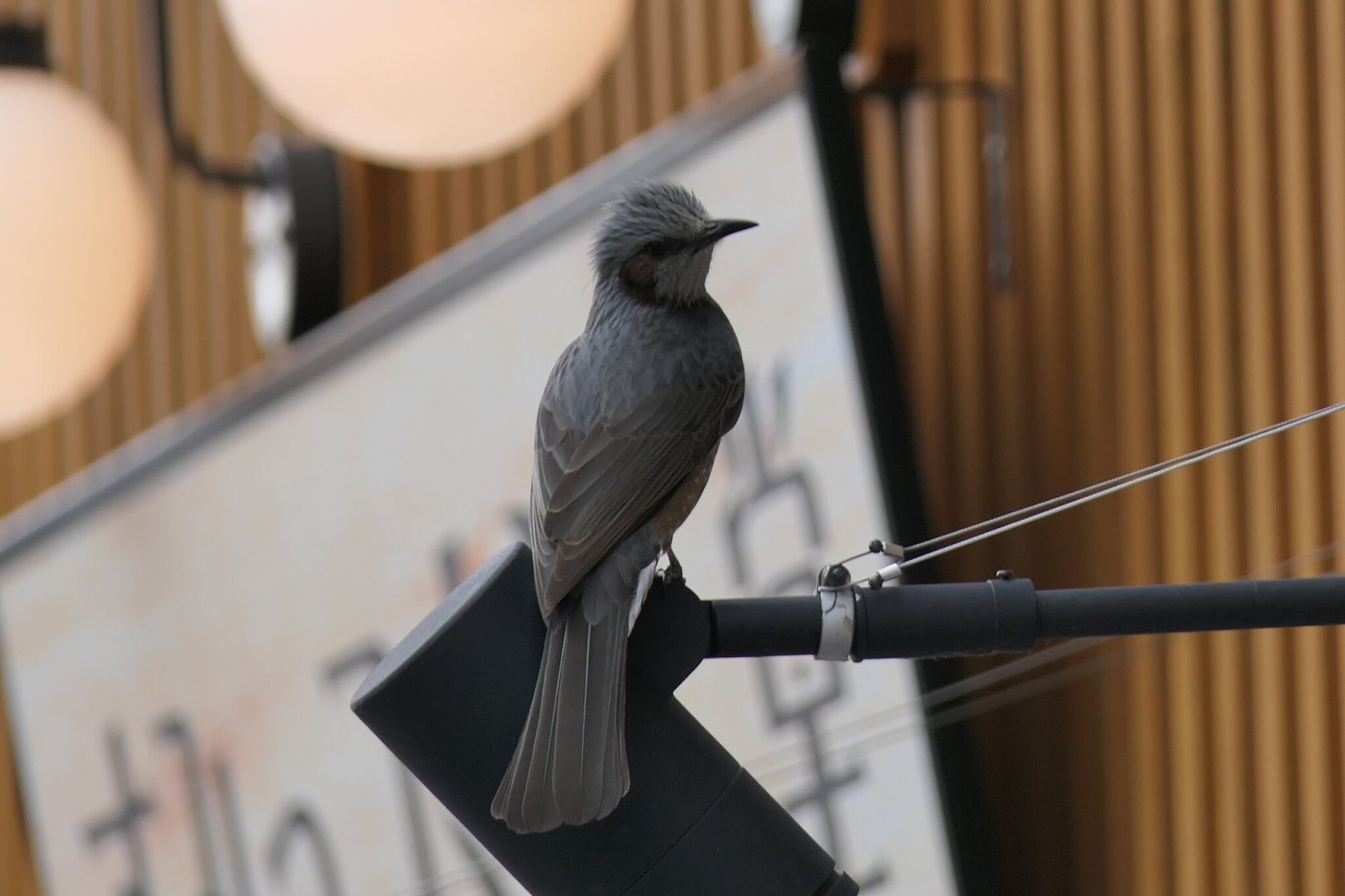 Brown-eared Bulbul (Hypsipetes amaurotis amaurotis)