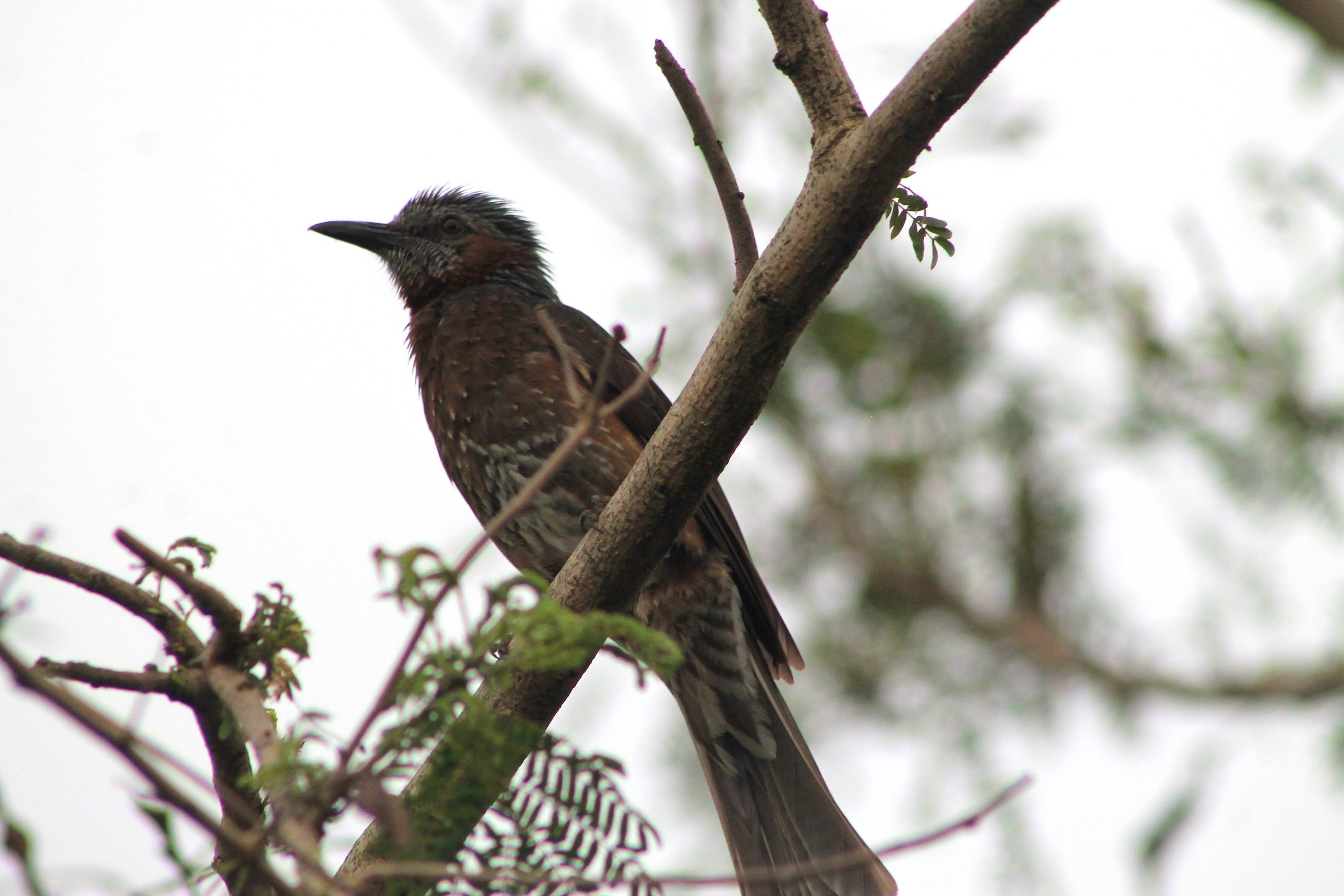 Brown-eared Bulbul (Hypsipetes amaurotis stejnegeri)