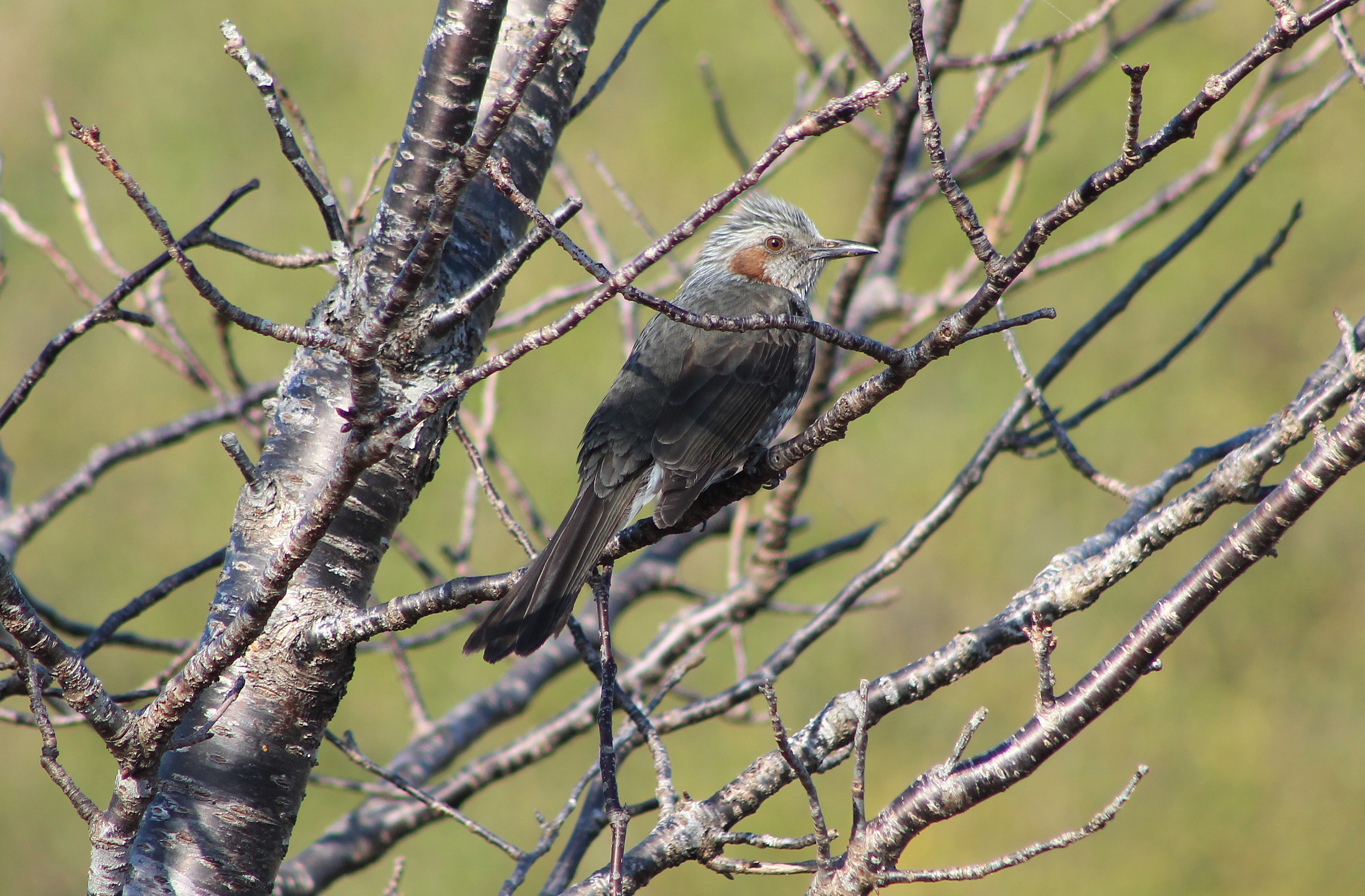 Brown-eared Bulbul (Hypsipetes amaurotis)