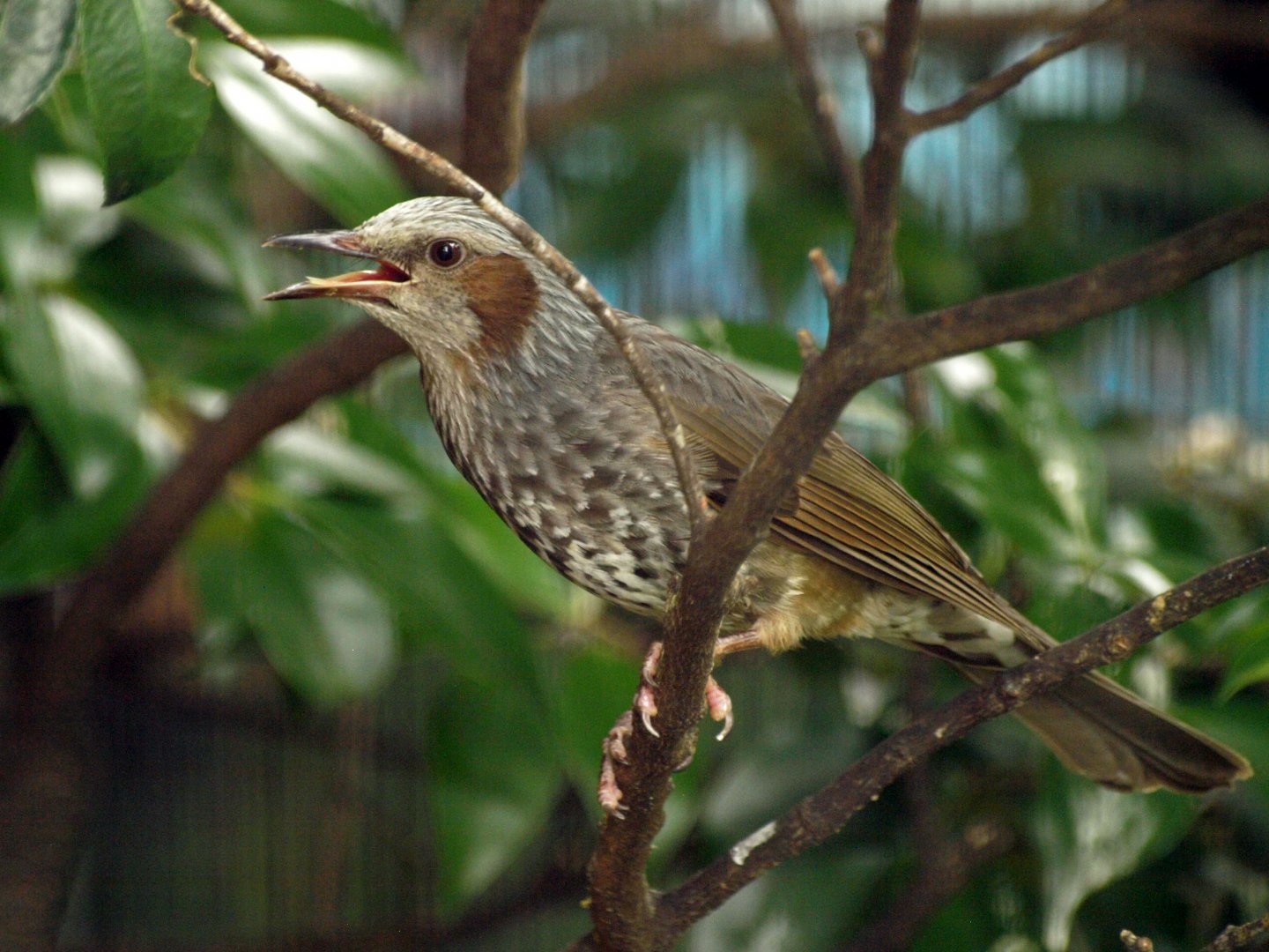 Brown-eared bulbul