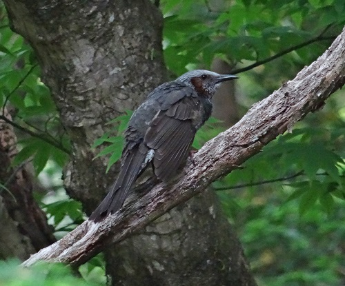 Brown-eared bulbul.