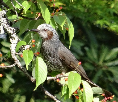 Brown-eared bulbul.